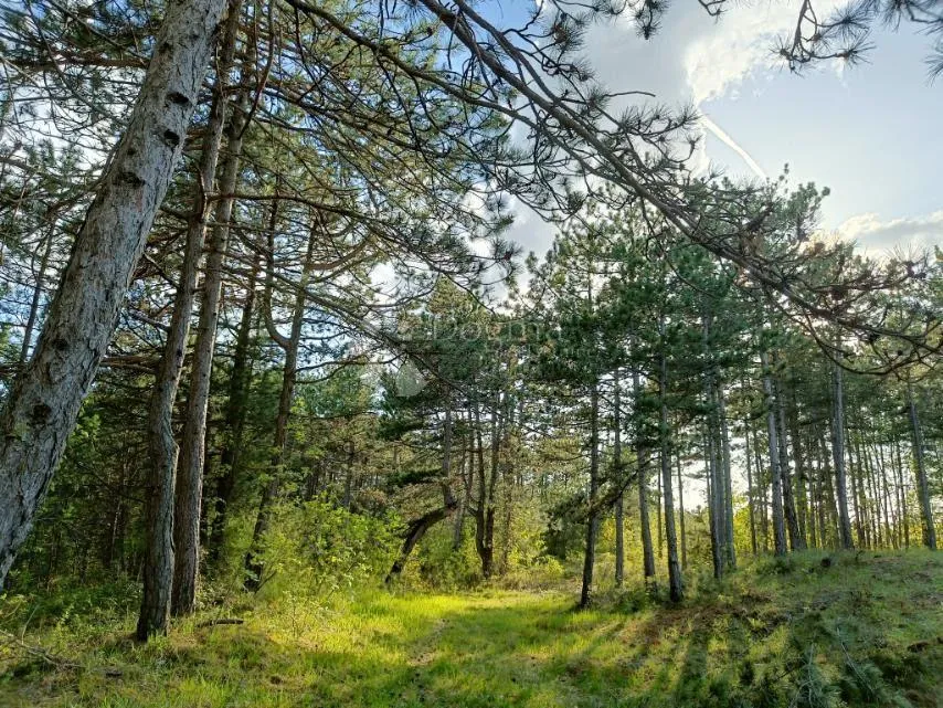 građevinsko zemljište (2000m2) s bogatom šumom (36789 m2) - slika 9