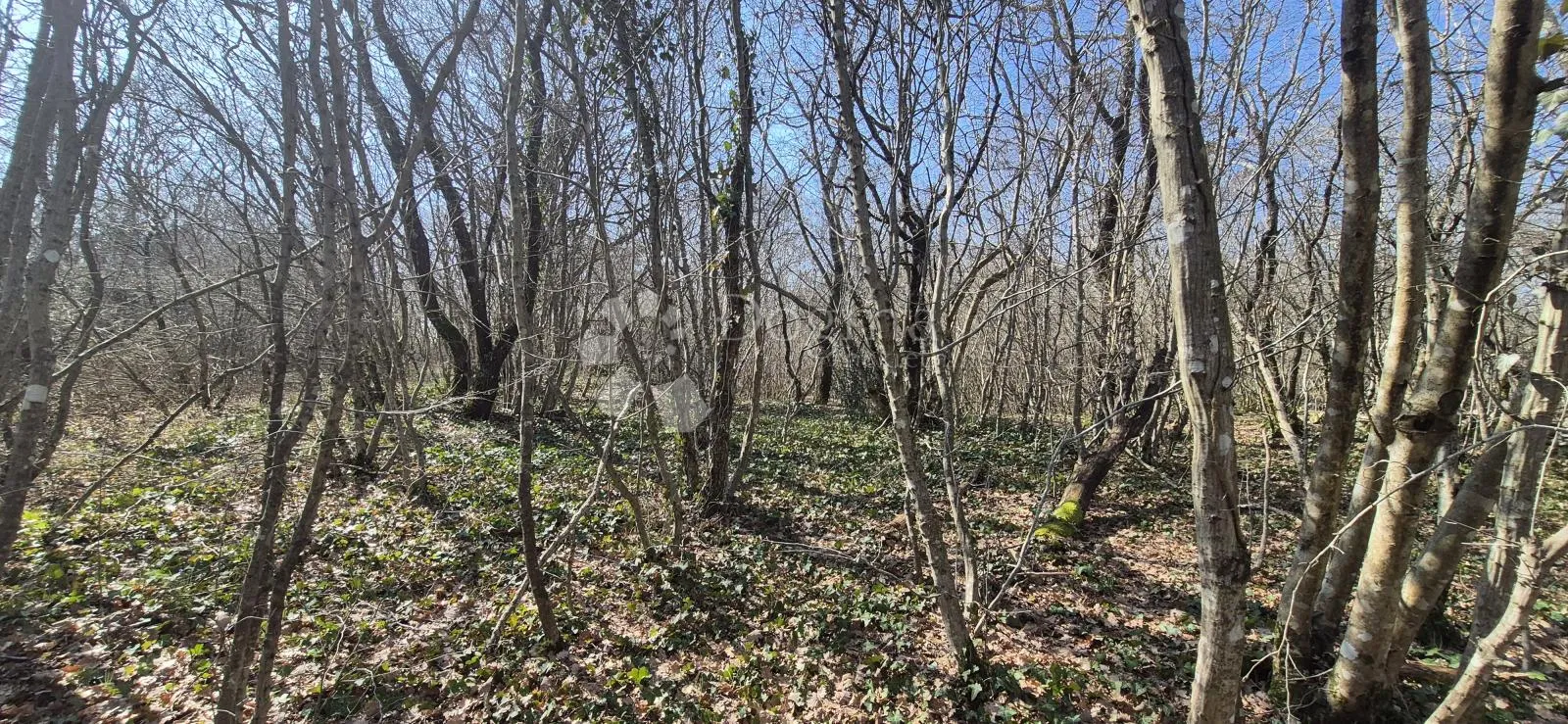 poljoprivredno zemljište površine 23953 m2 sa ogromnim potencijalom - slika 6