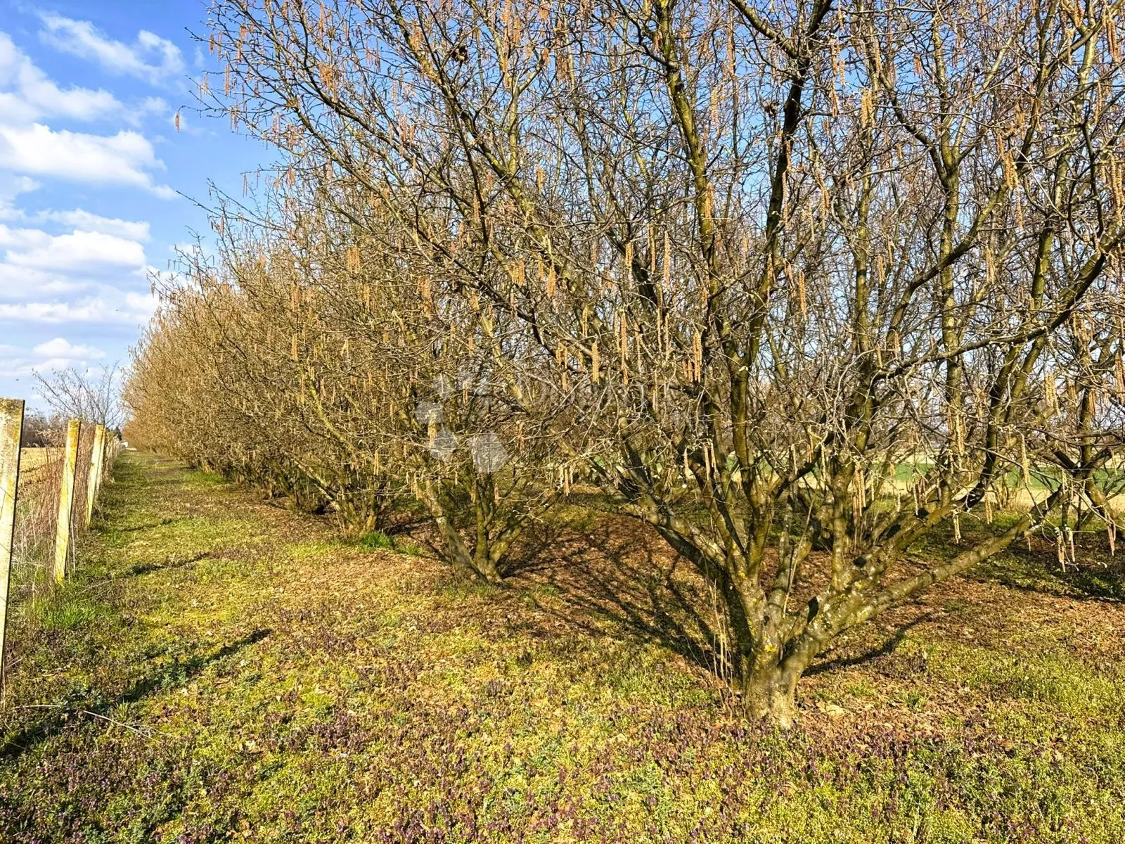 nasad lješnjaka (istarski + rimski) = kvaliteta + prinos | 4580 m² - slika 2