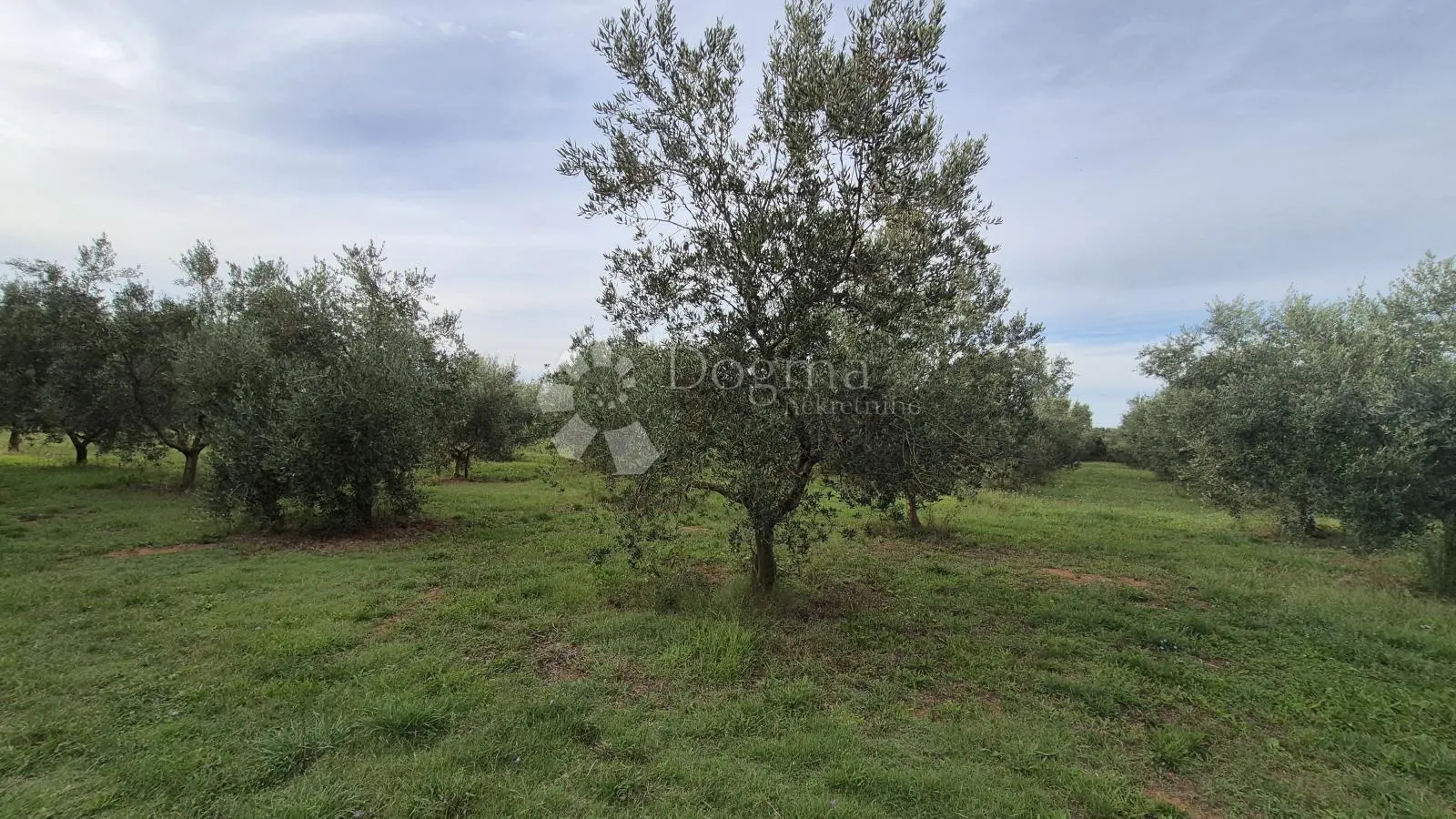 maslinik sa 205 maslina u šišanu - slika 7