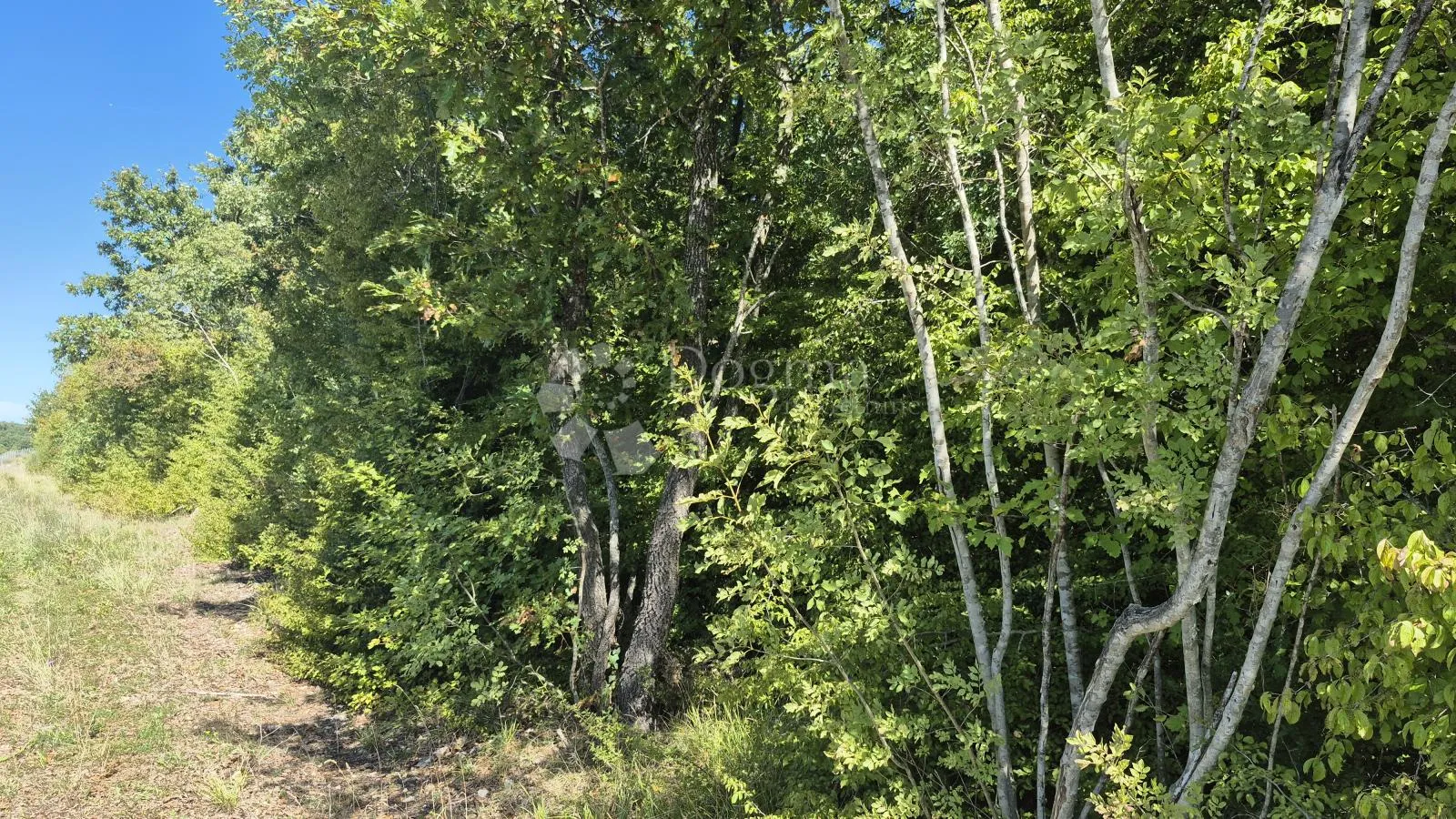 šumsko zemljište neposredno uz istarski ipsilon 7505 m2 - slika 6