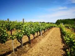 bektež - vinograd s vikendicom u blizini ribnjaka - slika 11
