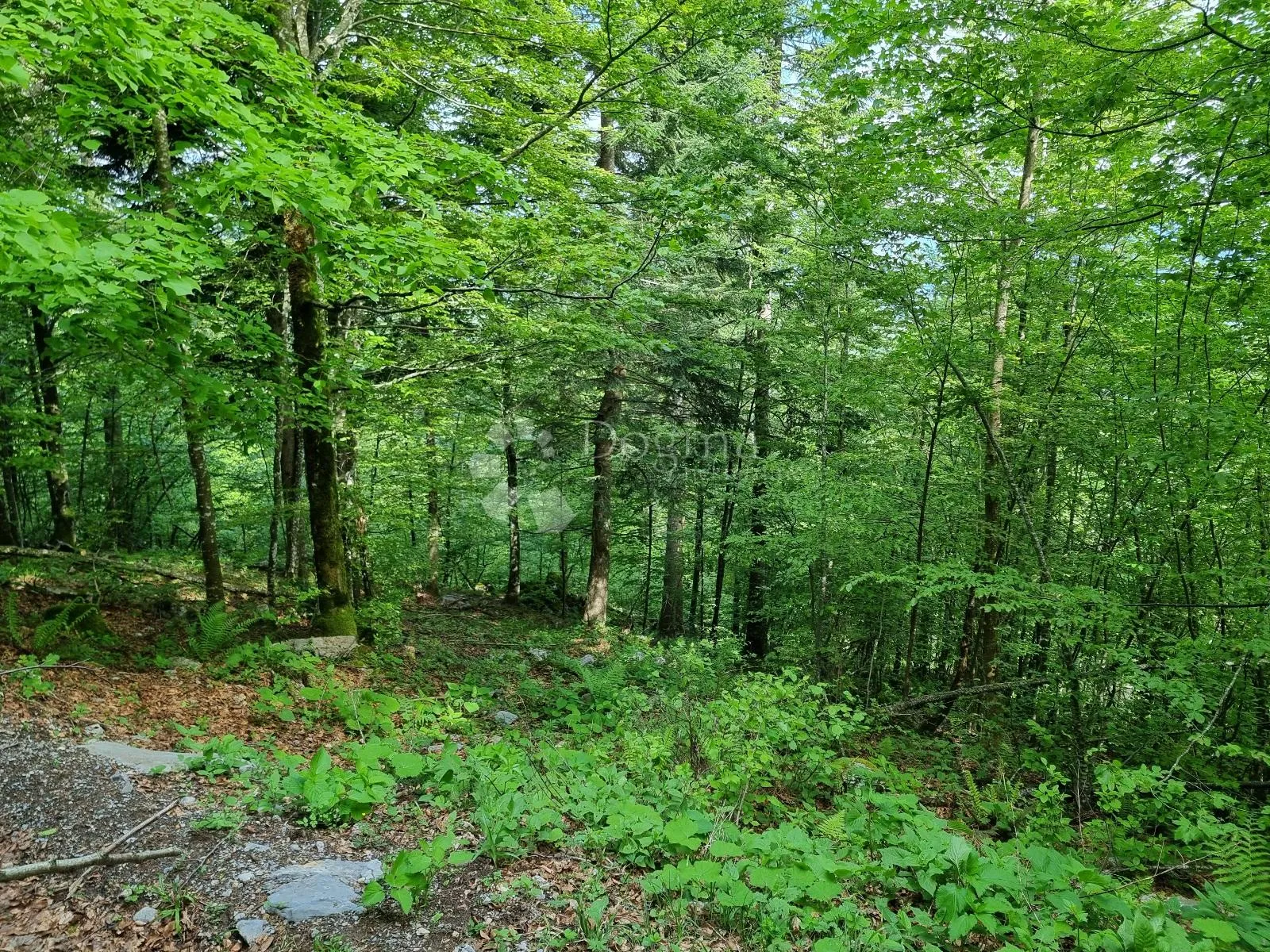 predivna šuma - slika 7