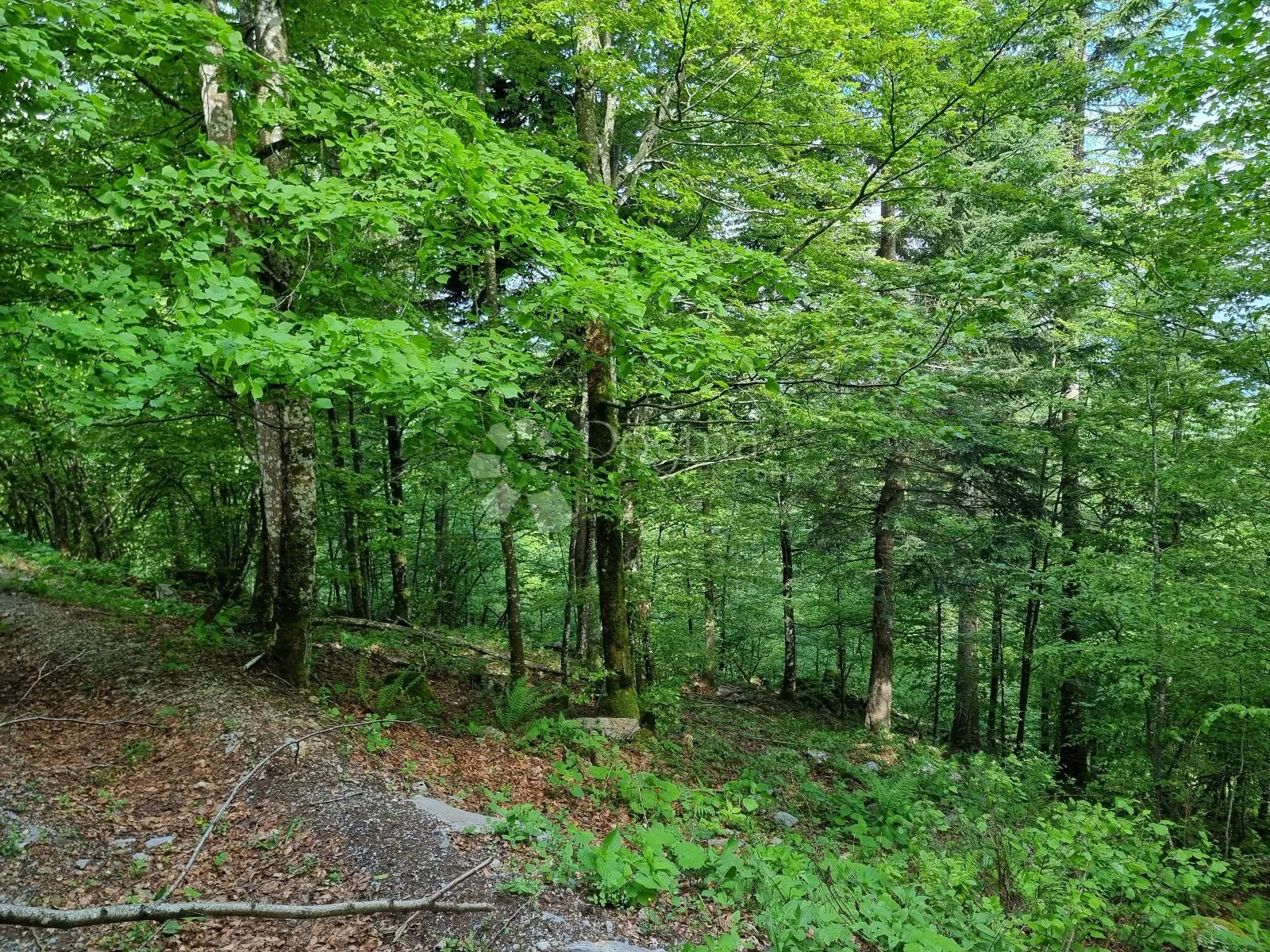 predivna šuma - slika 5