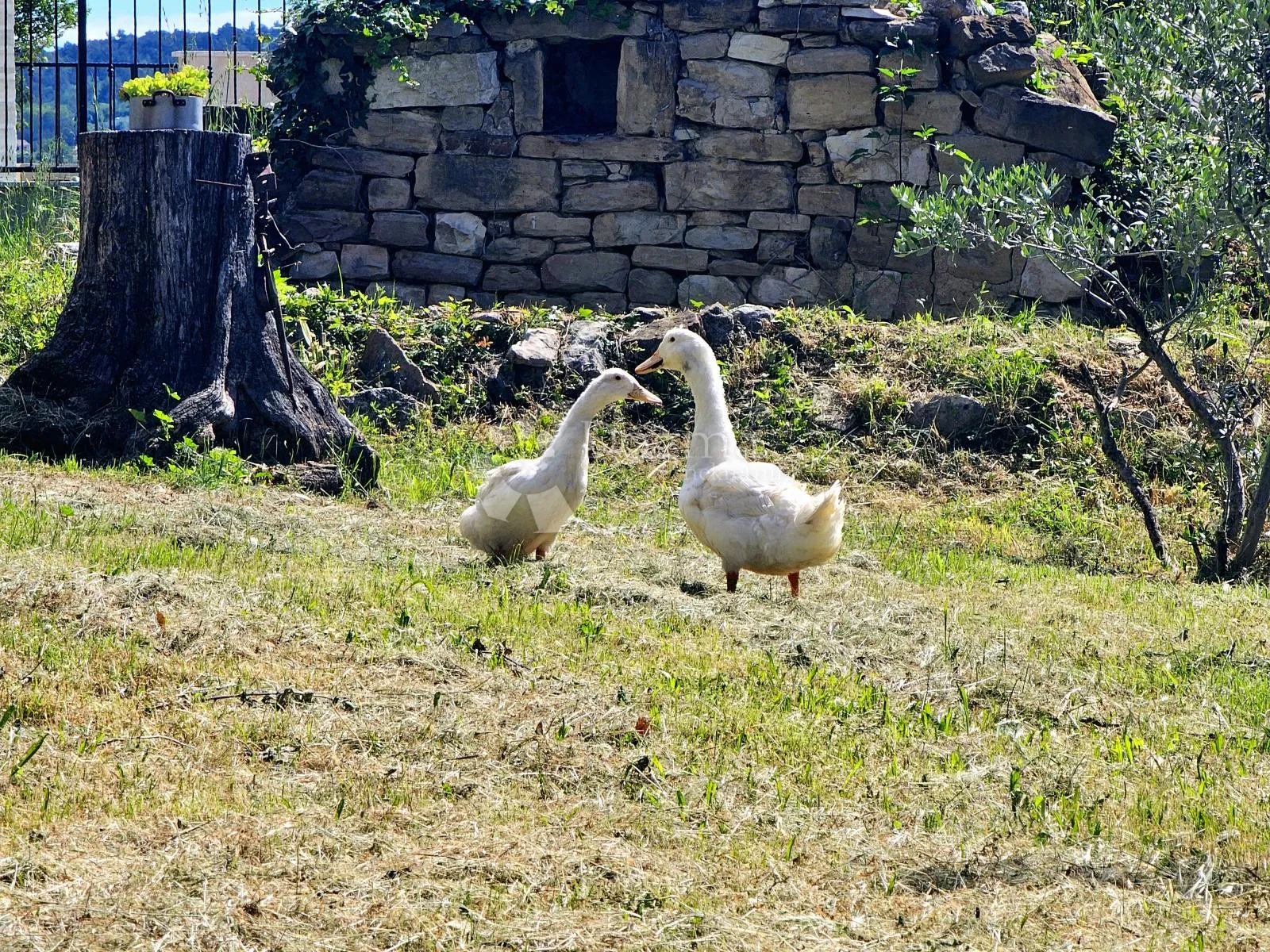 istarska autohtona kućica na brdašcu - slika 4