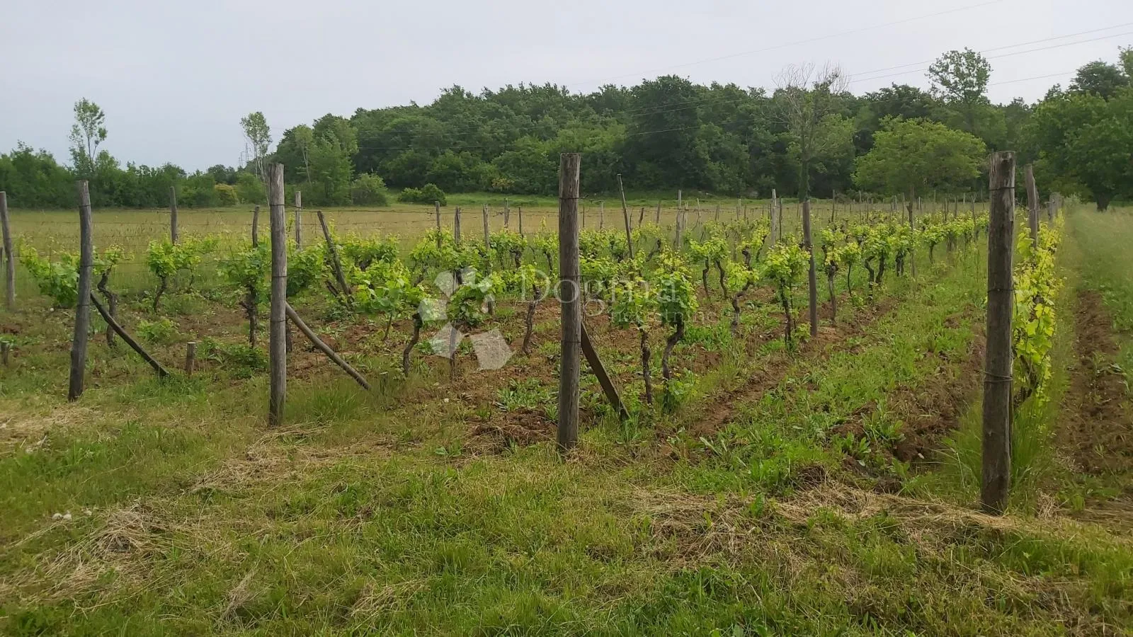 poljoprivredno zemljište i vinograd - slika 4