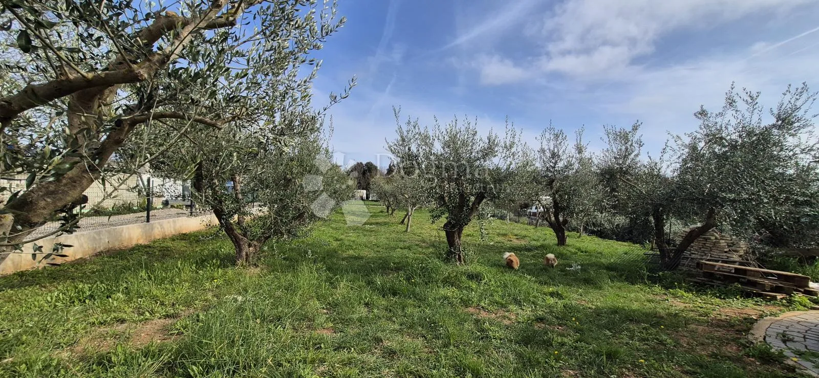 maslinik sa kamenim kažunom površine 15 m2, 1,5 km od mora - slika 19