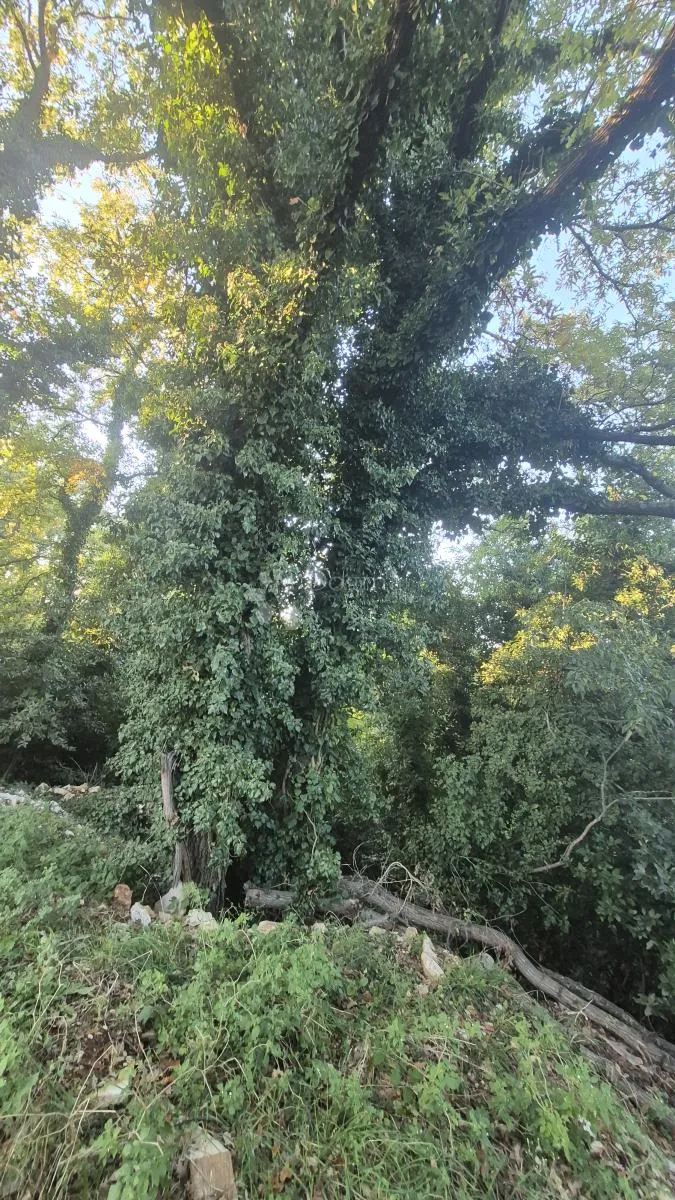 građevinsko zemljište površine 1968 m2, 2 km od mora, 80 eur/m2 - slika 10