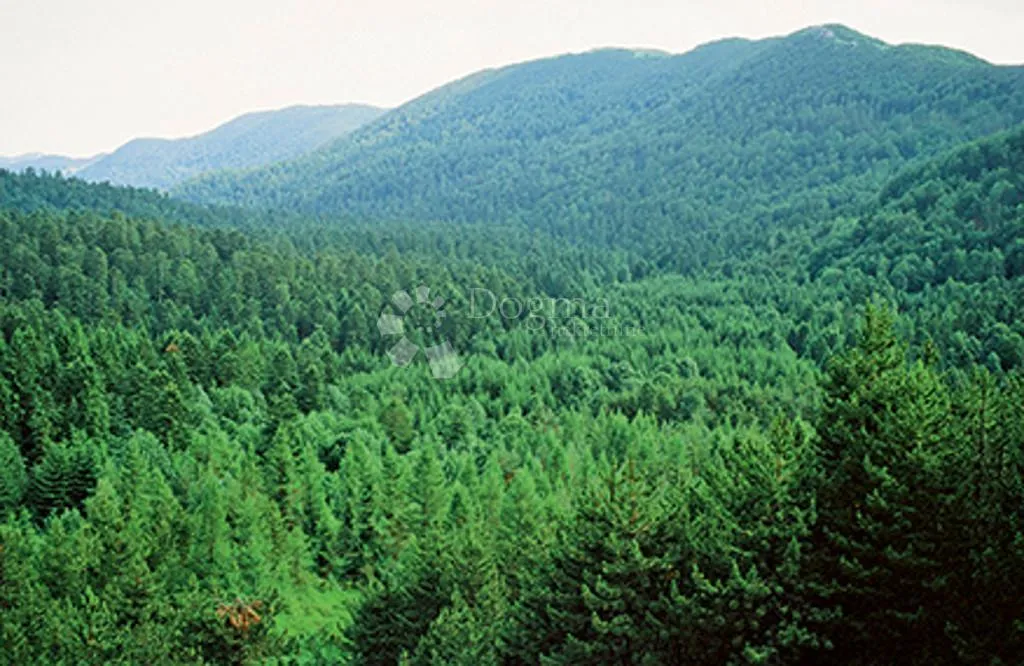veliko imanje s kućom u srcu gorskog kotara - 33 759 m2 - slika 7