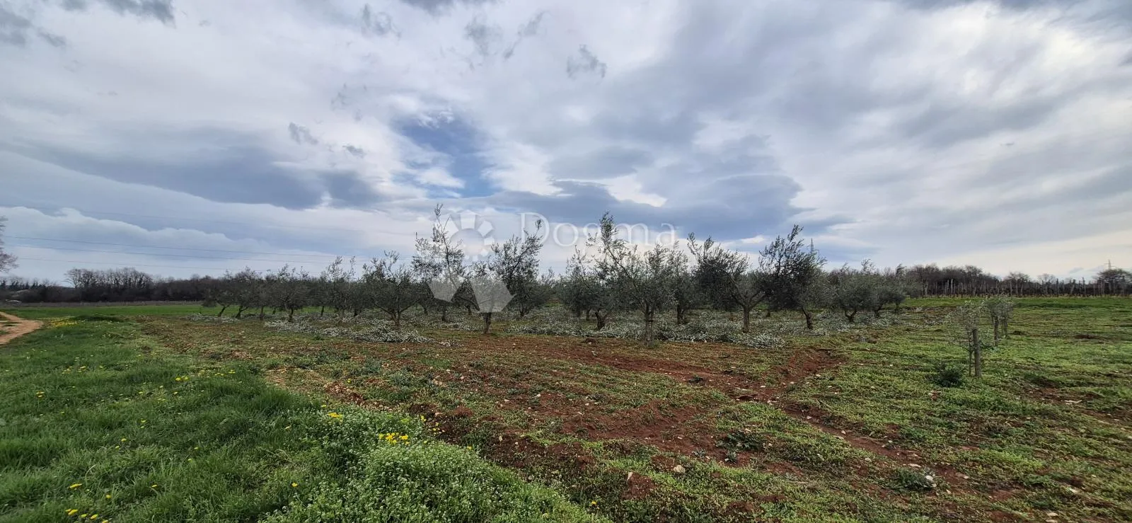 zemljište sa 60 maslina površine 10200 m2 - slika 2