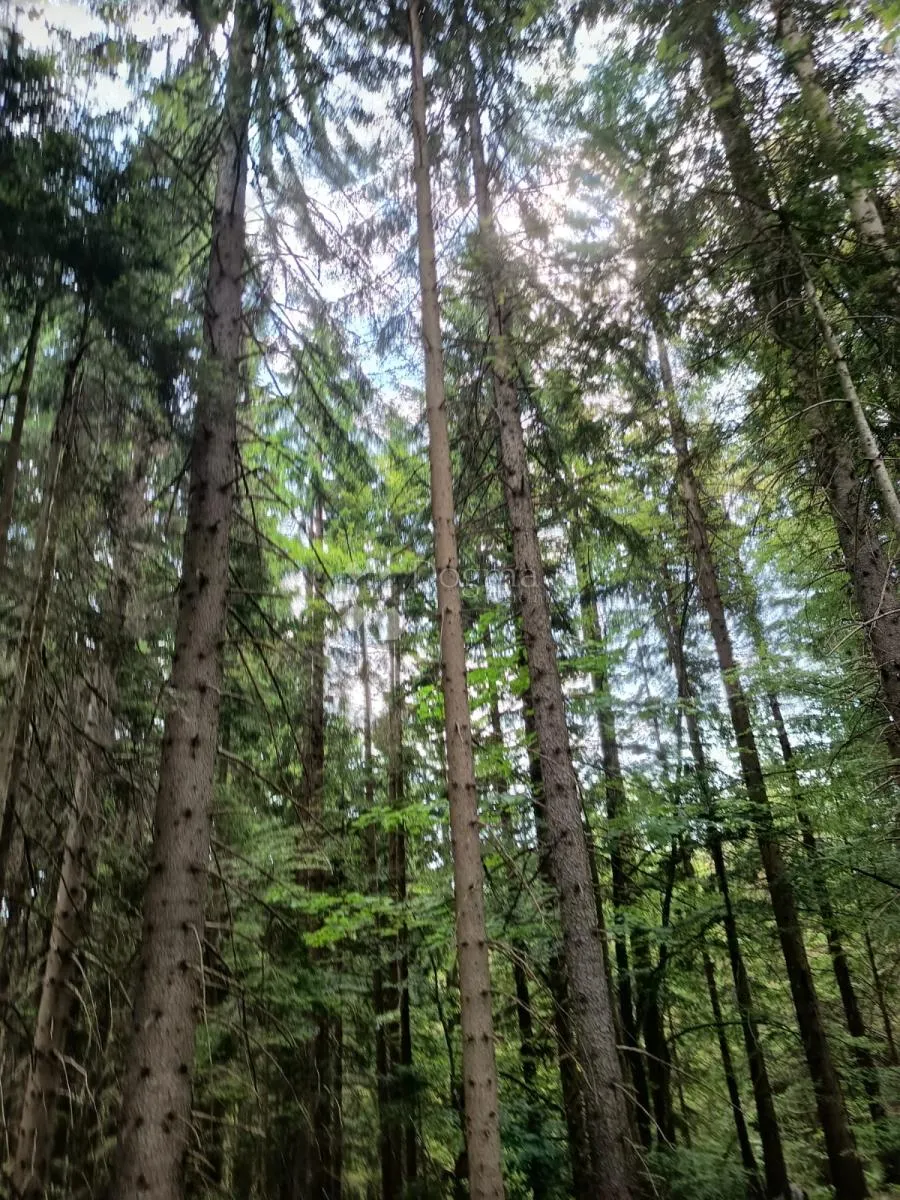 šuma na plitvicama - slika 3
