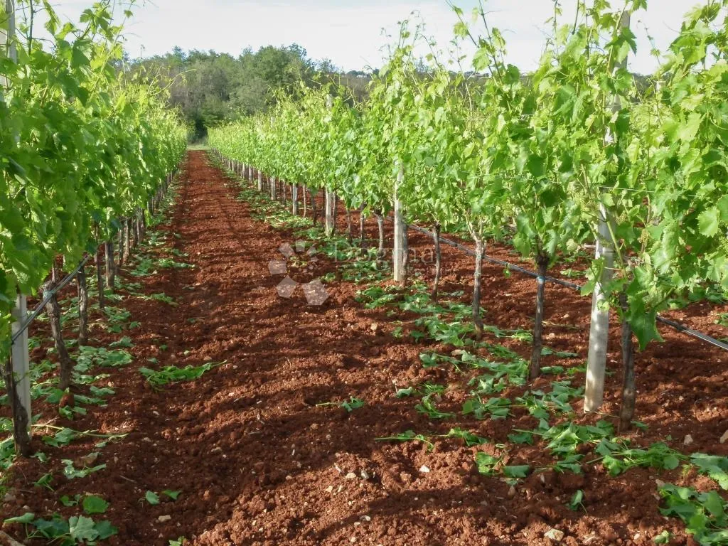 poljoprivredno zemljište s maslinikom i vinogradom u okolici rovinja 7.267m2 - slika 3