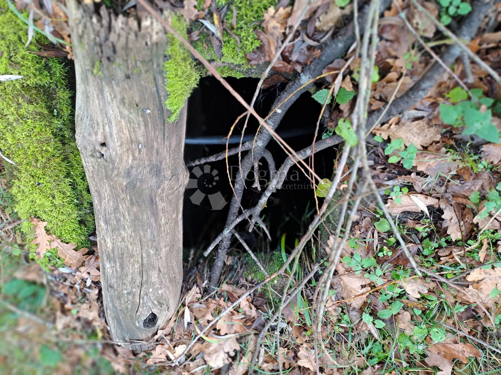 uživancija za konjiće, kravice ili ljude - slika 29