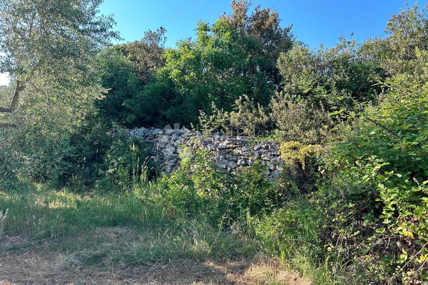 rovinj – rjetkost, odličan maslinik 300 m od mora - slika 12