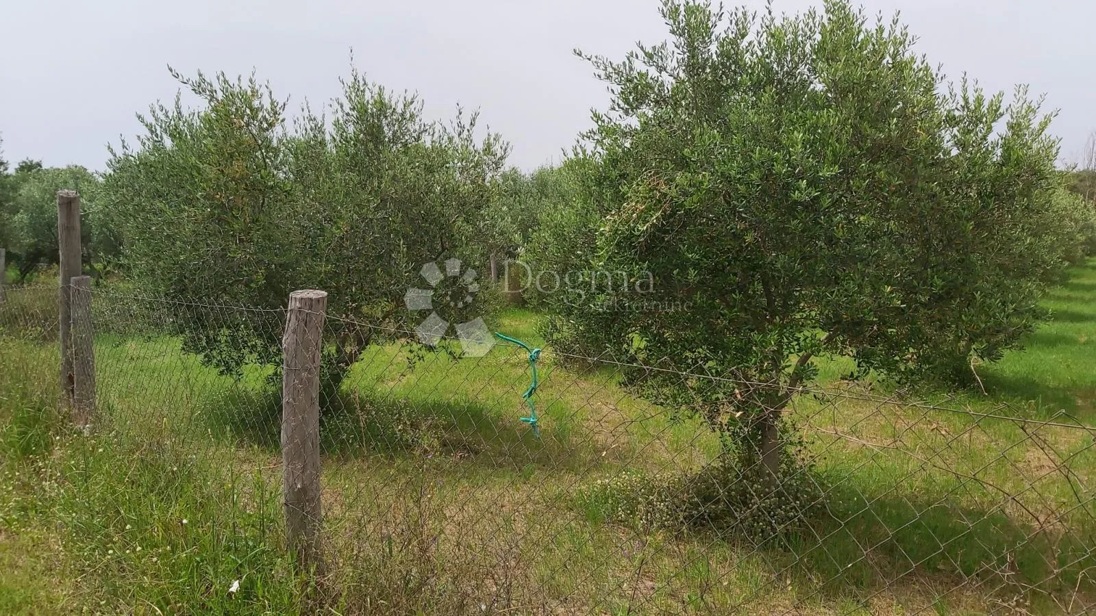 maslinik s preko 500 stabala maslina, okolica kanfanara - slika 1