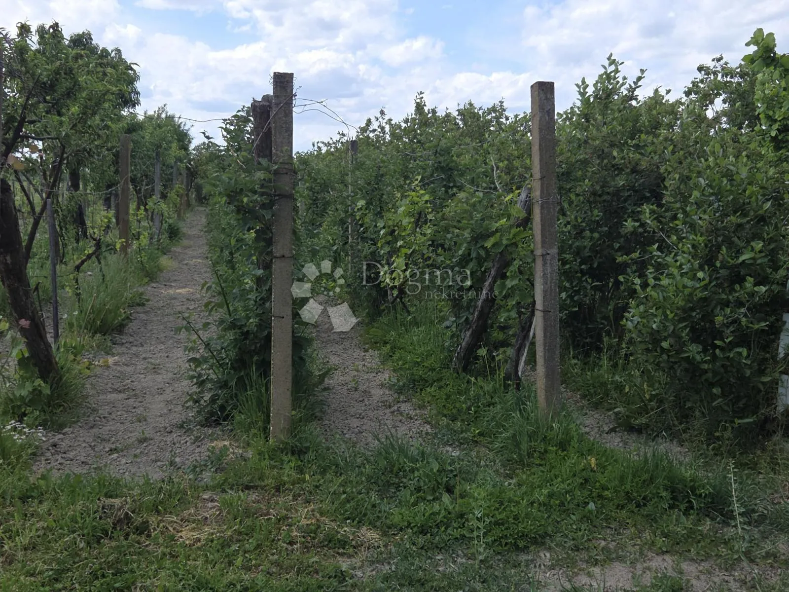 održavan voćnjak s bunarom – 6.494 m² - slika 5