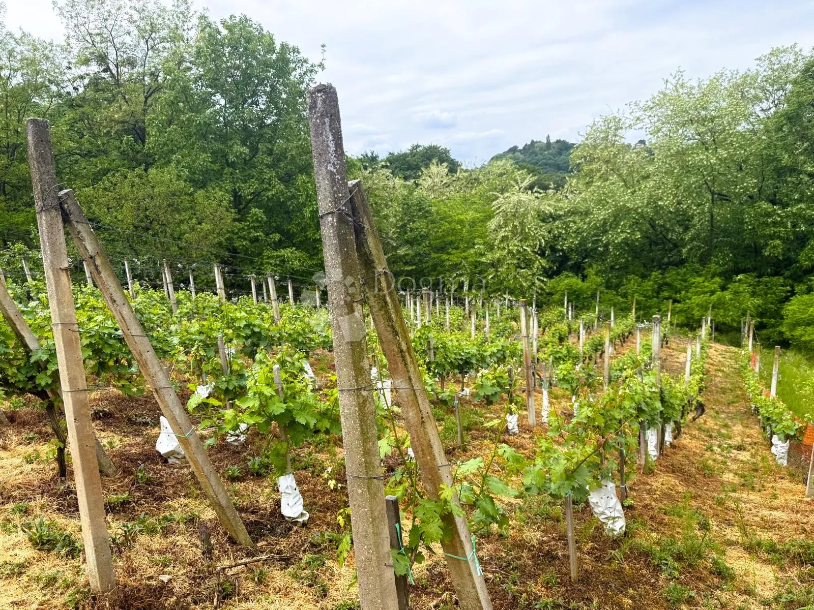 kuća za adaptaciju s vinogradom i šumom - slika 12
