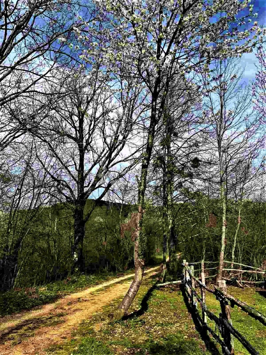 voćnjak iz snova 3.812 m² – boričevac - slika 5