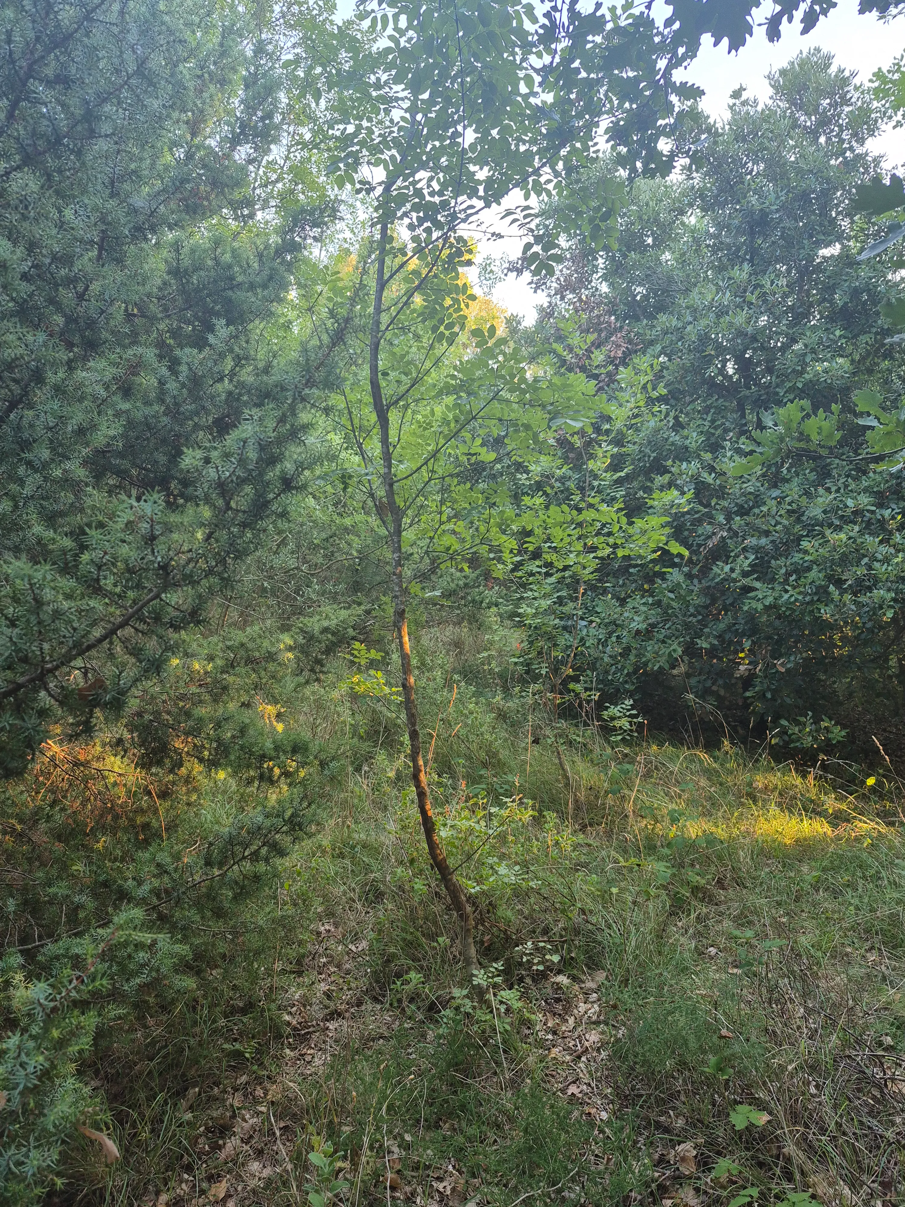 poljoprivredno zemljište - pašnjak - 1942 m2 - slika 6