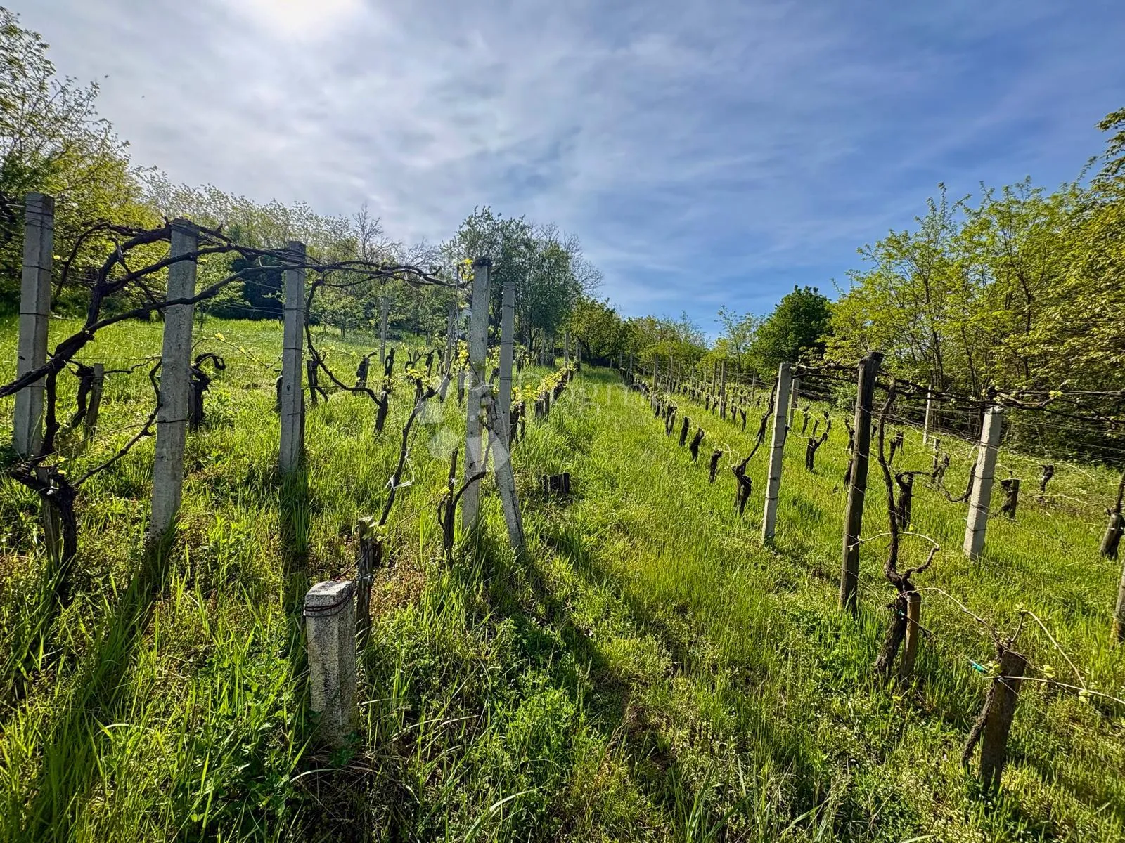 oaza mira i privatnosti – vikendica s vinogradom i 3.797 m² okućnice - slika 35