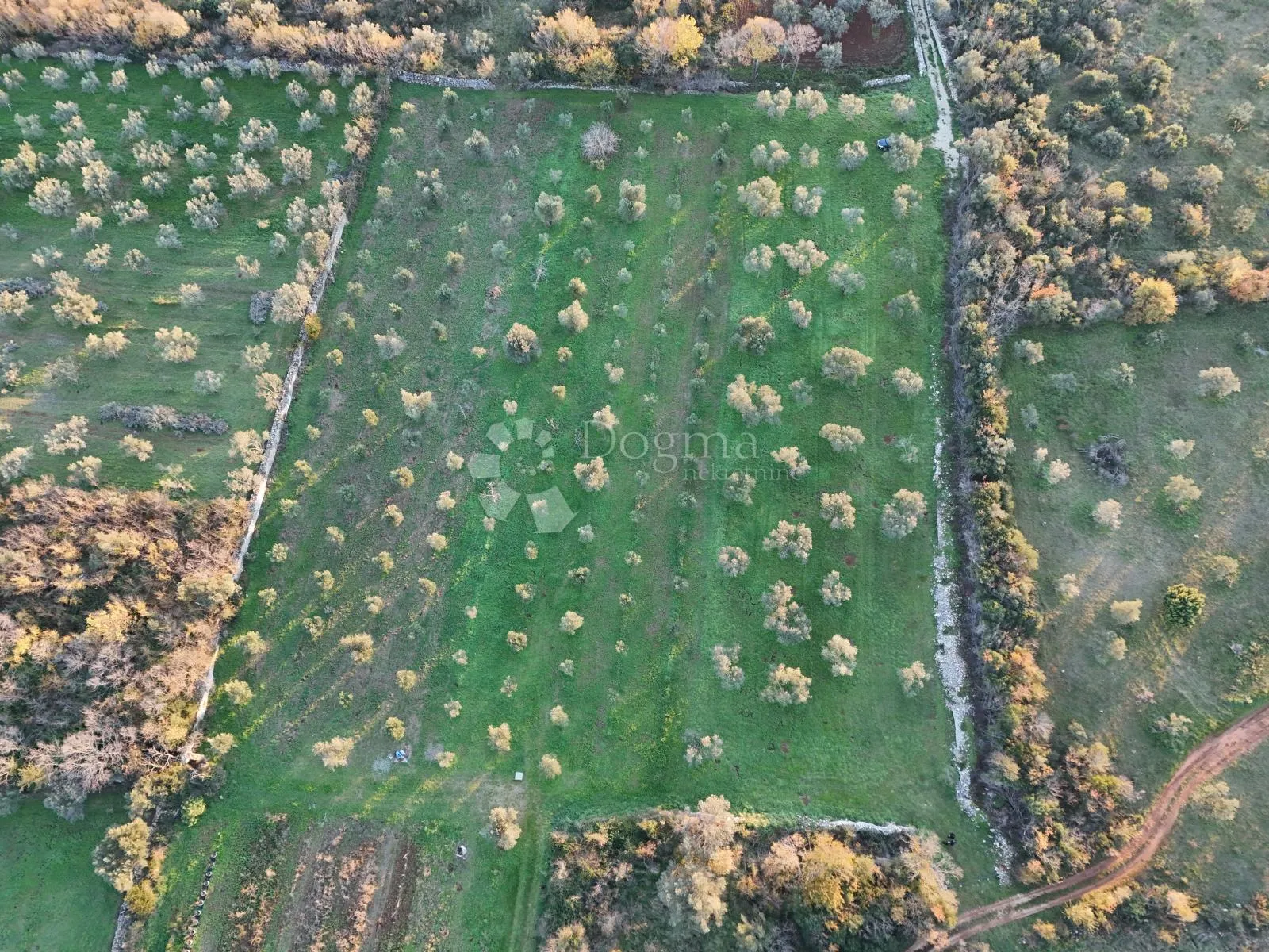 poljoprivredno zemljište s maslinikom u fažani, 800 m od mora - slika 3