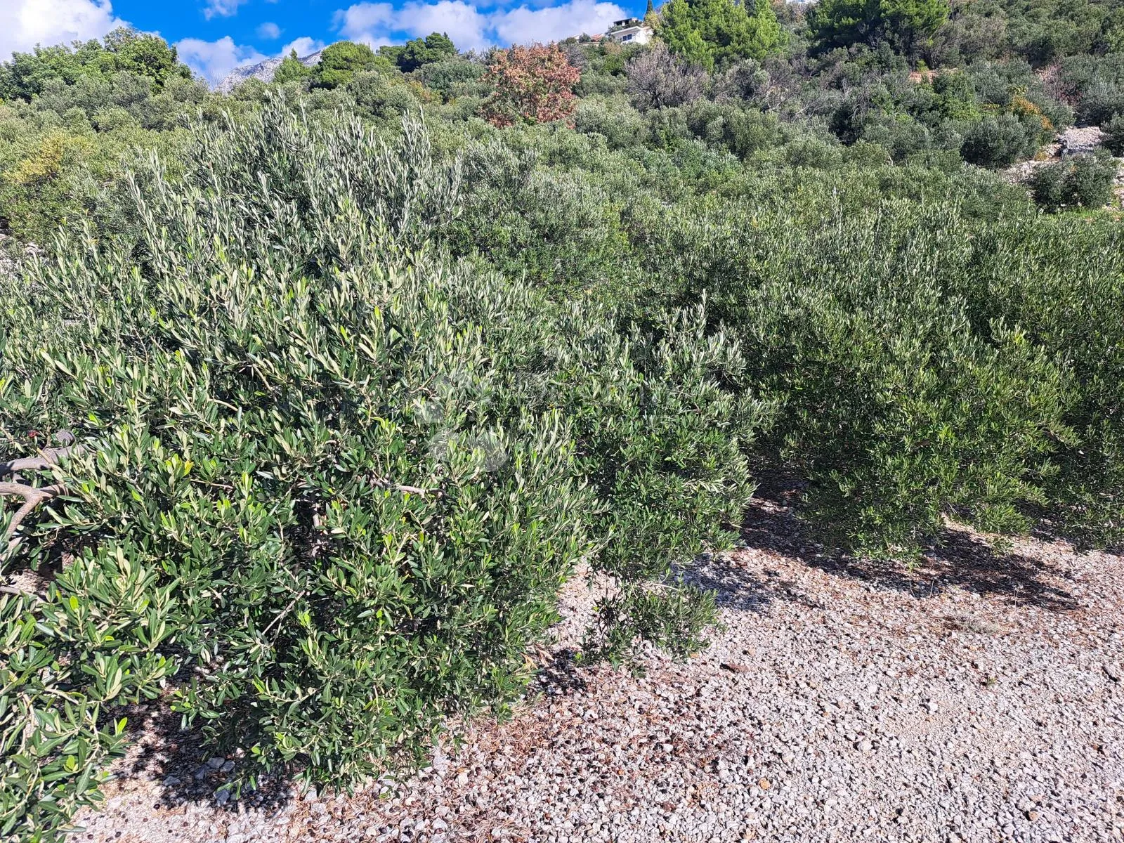 uređeni maslinik s predivnim pogledom – 896 m², podgora - slika 7