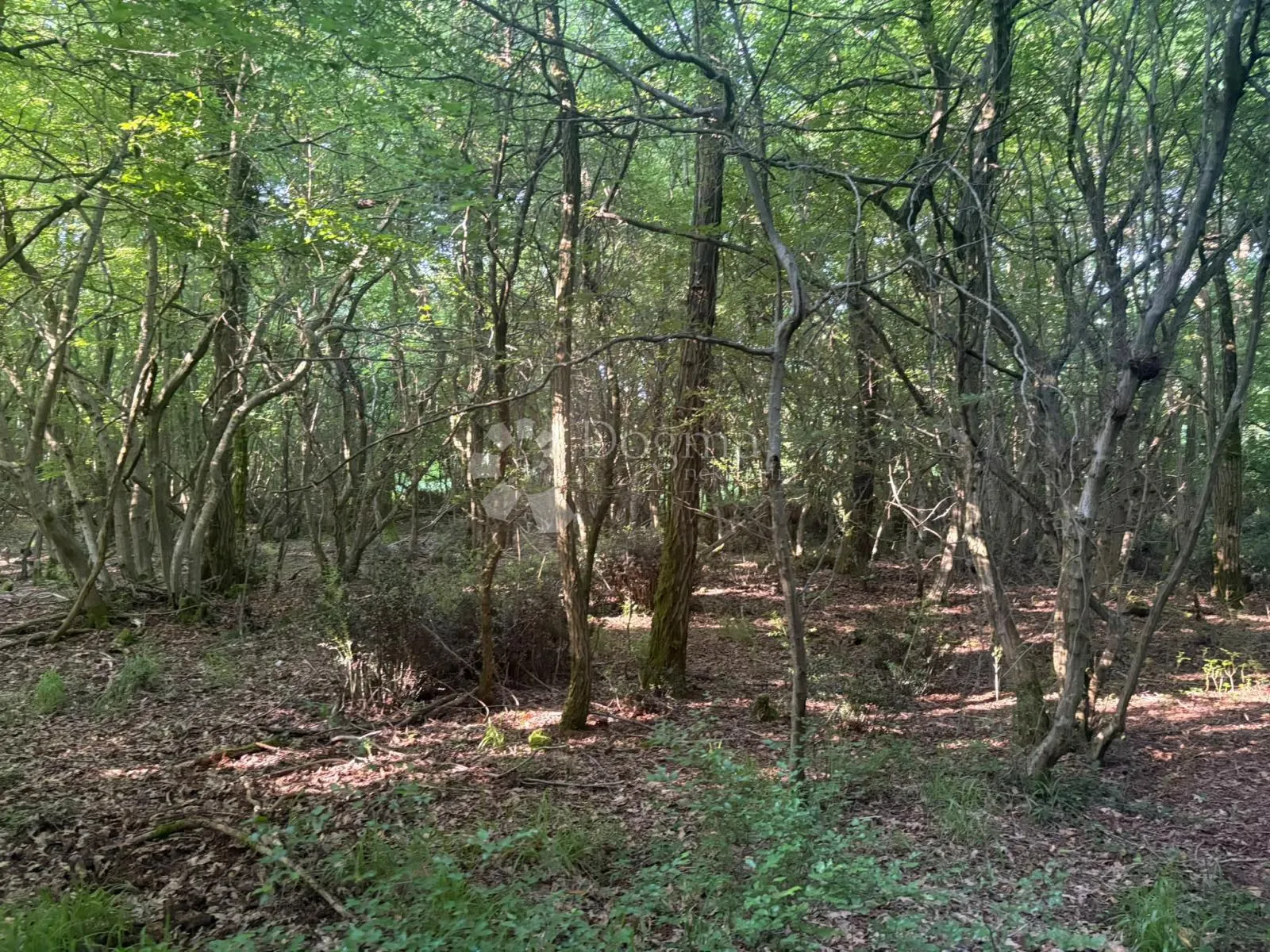 Poljoprivredno zemljište Baderna 11866 m² - Baderna, Poreč