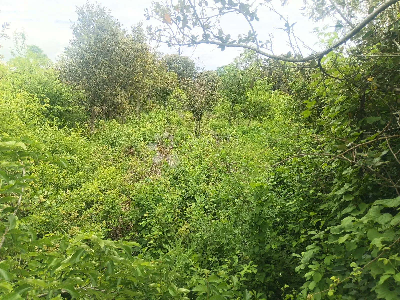 zaton,621 m2 - 200m od mora - slika 3