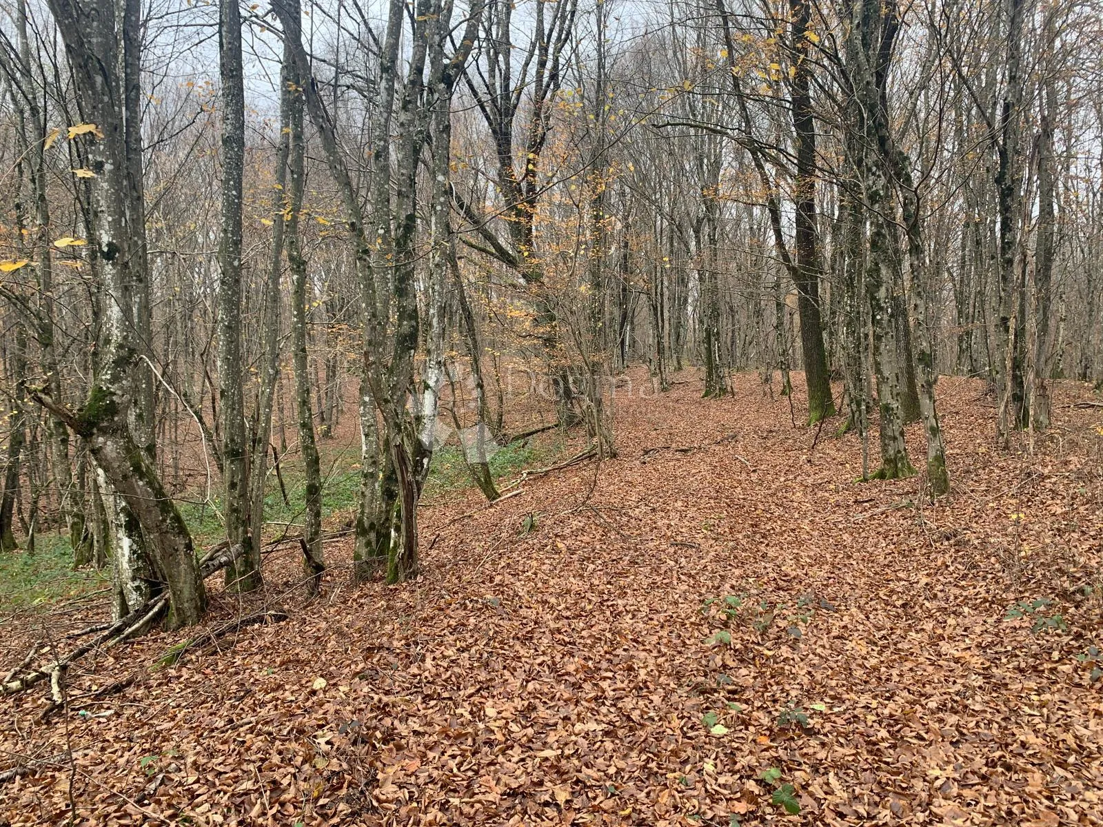 4ha grabove šume u komadu - slika 2
