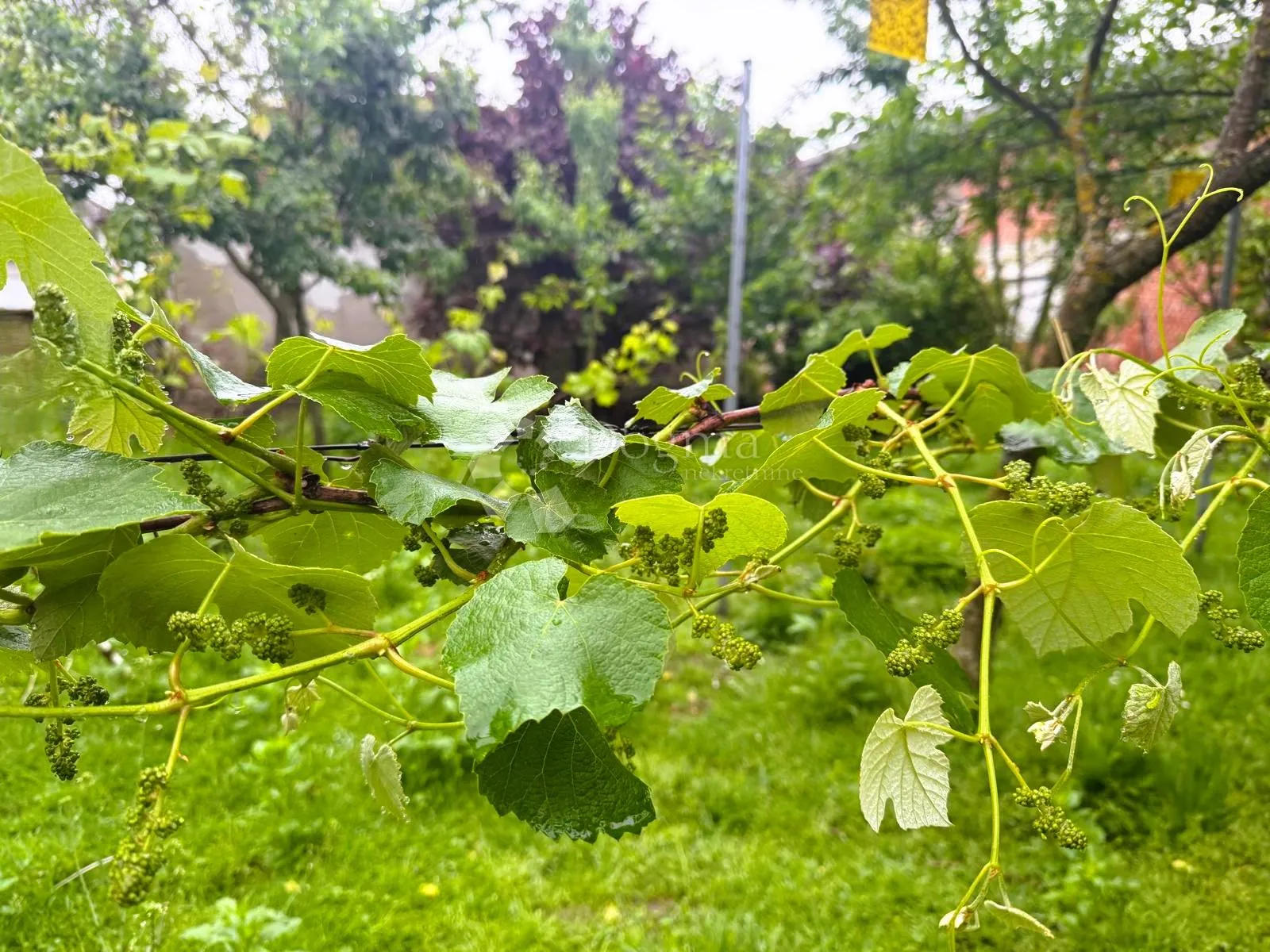 prodaje se kuća za rušenje - goričan - slika 10