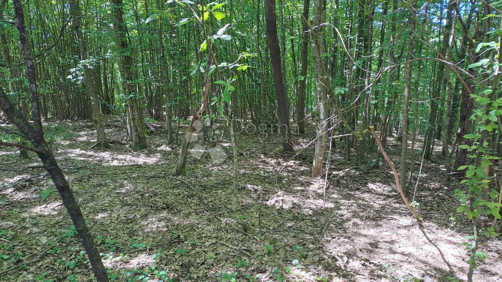 šumska farma 40 km od zg - slika 4