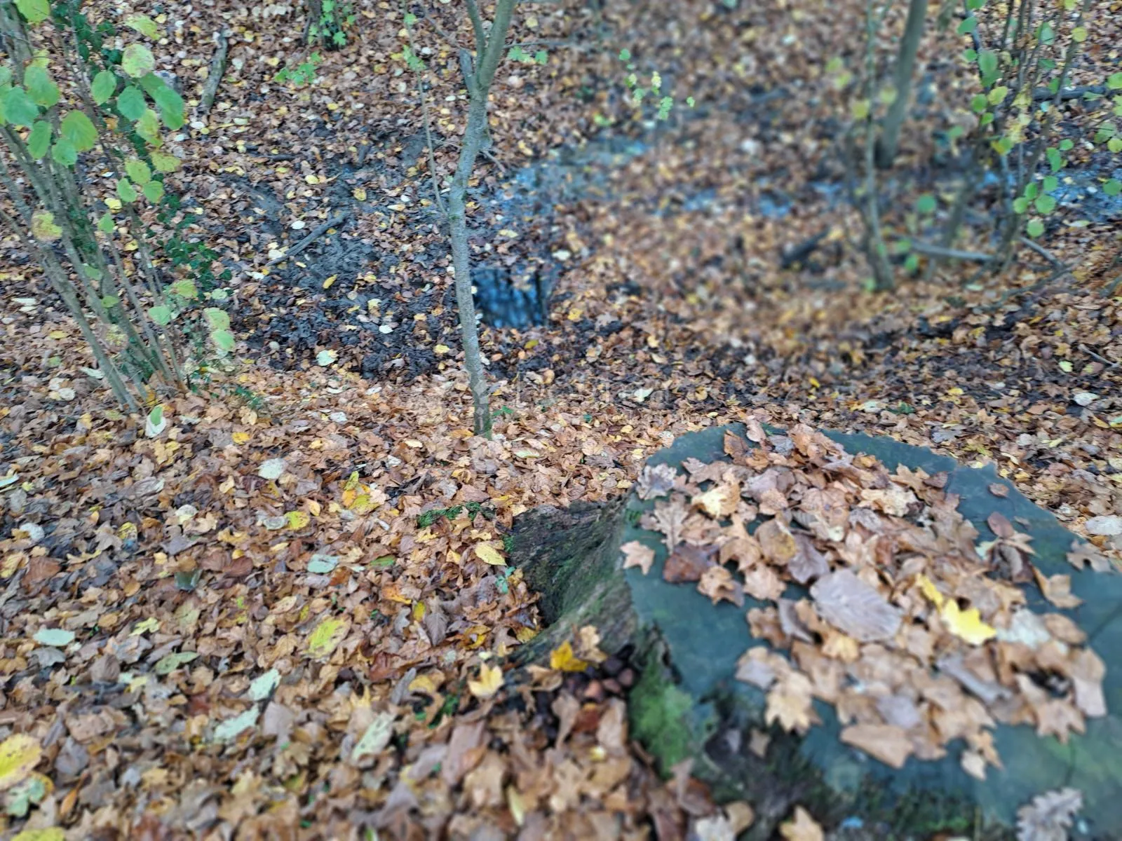 uživancija za konjiće, kravice ili ljude - slika 30