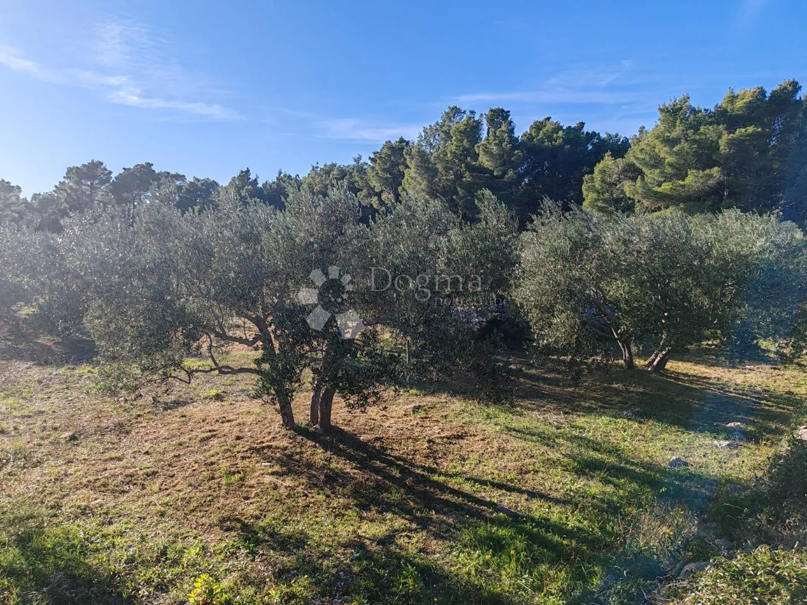 zablaće - šibenik - maslinik - slika 12