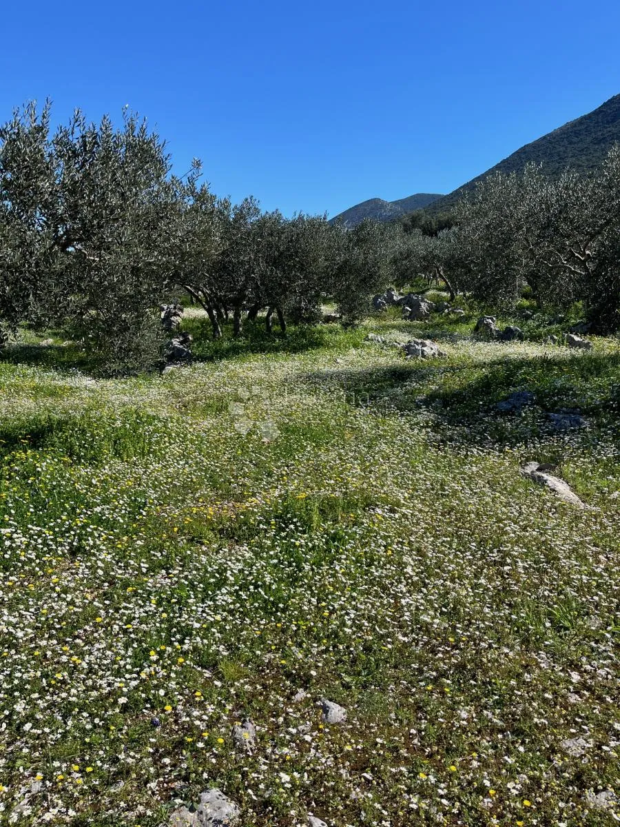 Maslinik u Trpnju, Pelješac - Trpanj