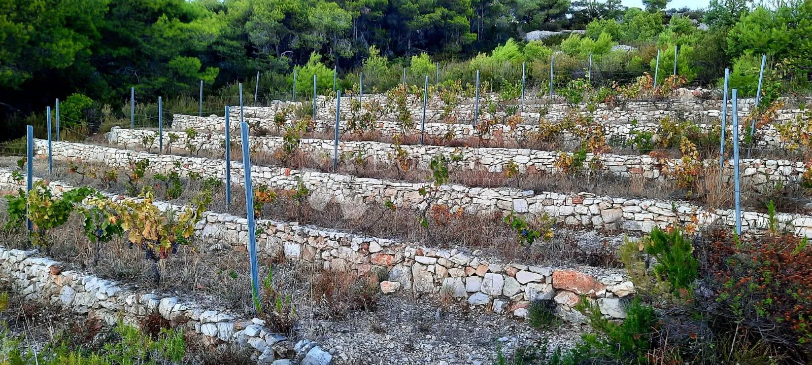 otok vis - izniman posjed s kamenom starinom za adaptaciju ! - slika 2