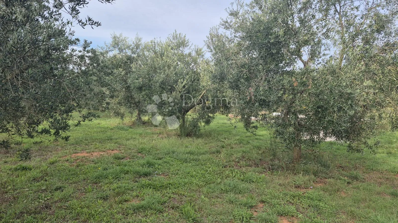 maslinik sa 205 maslina u šišanu - slika 3