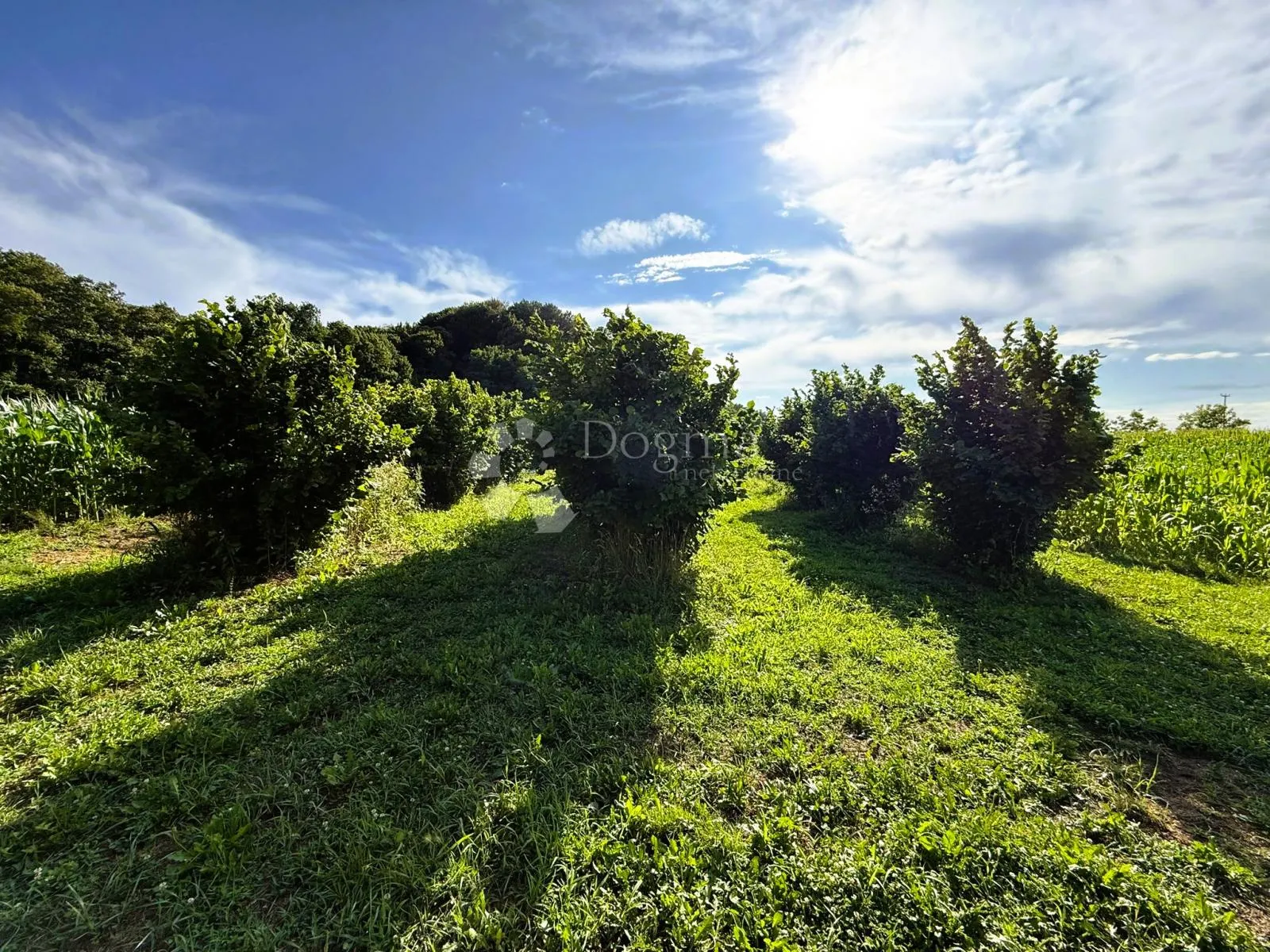 lješnjaci + poticaji = pametna kupnja! 1583 m² - slika 4