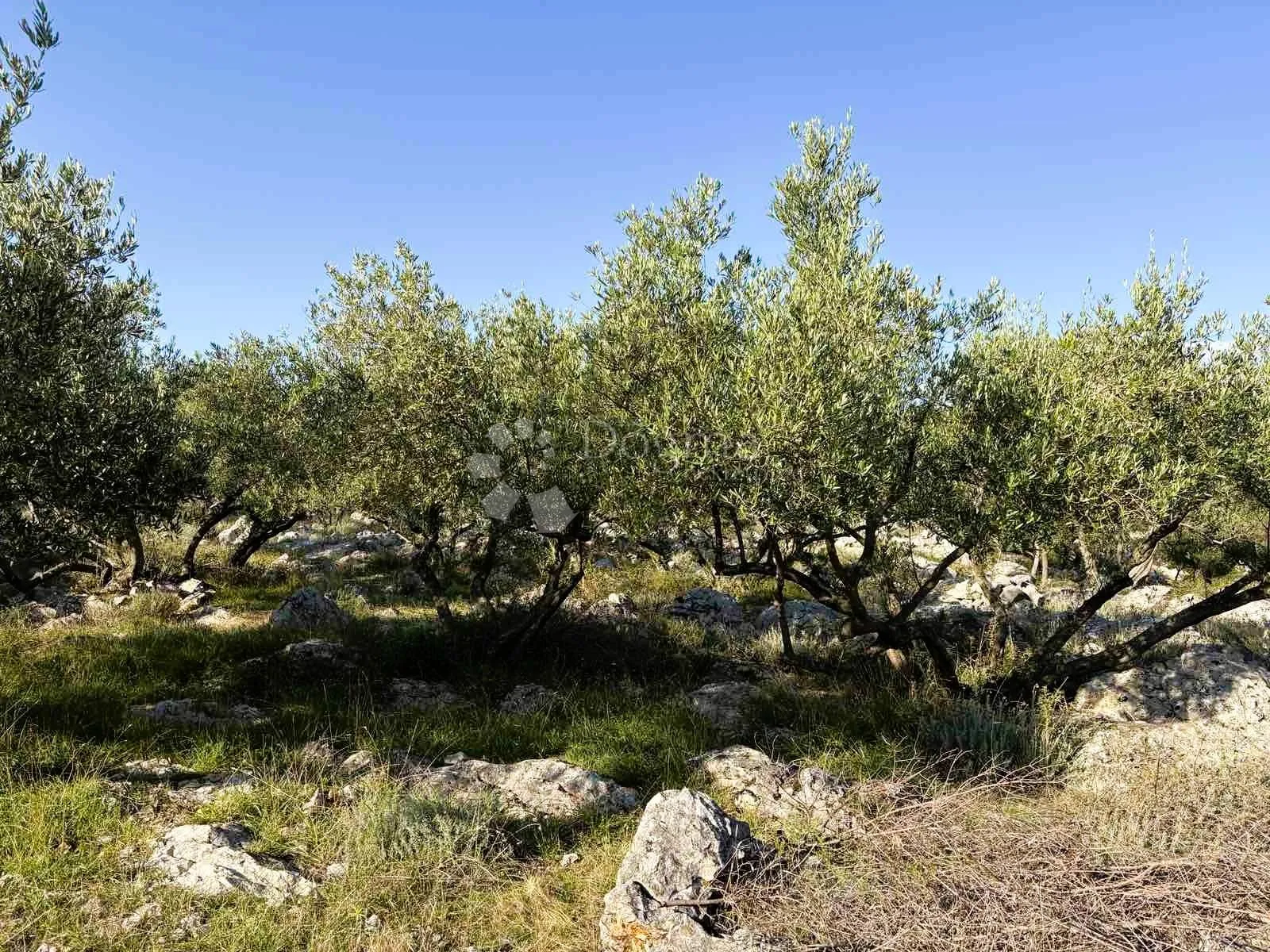 krk, maslinik sa 70 maslina - slika 3
