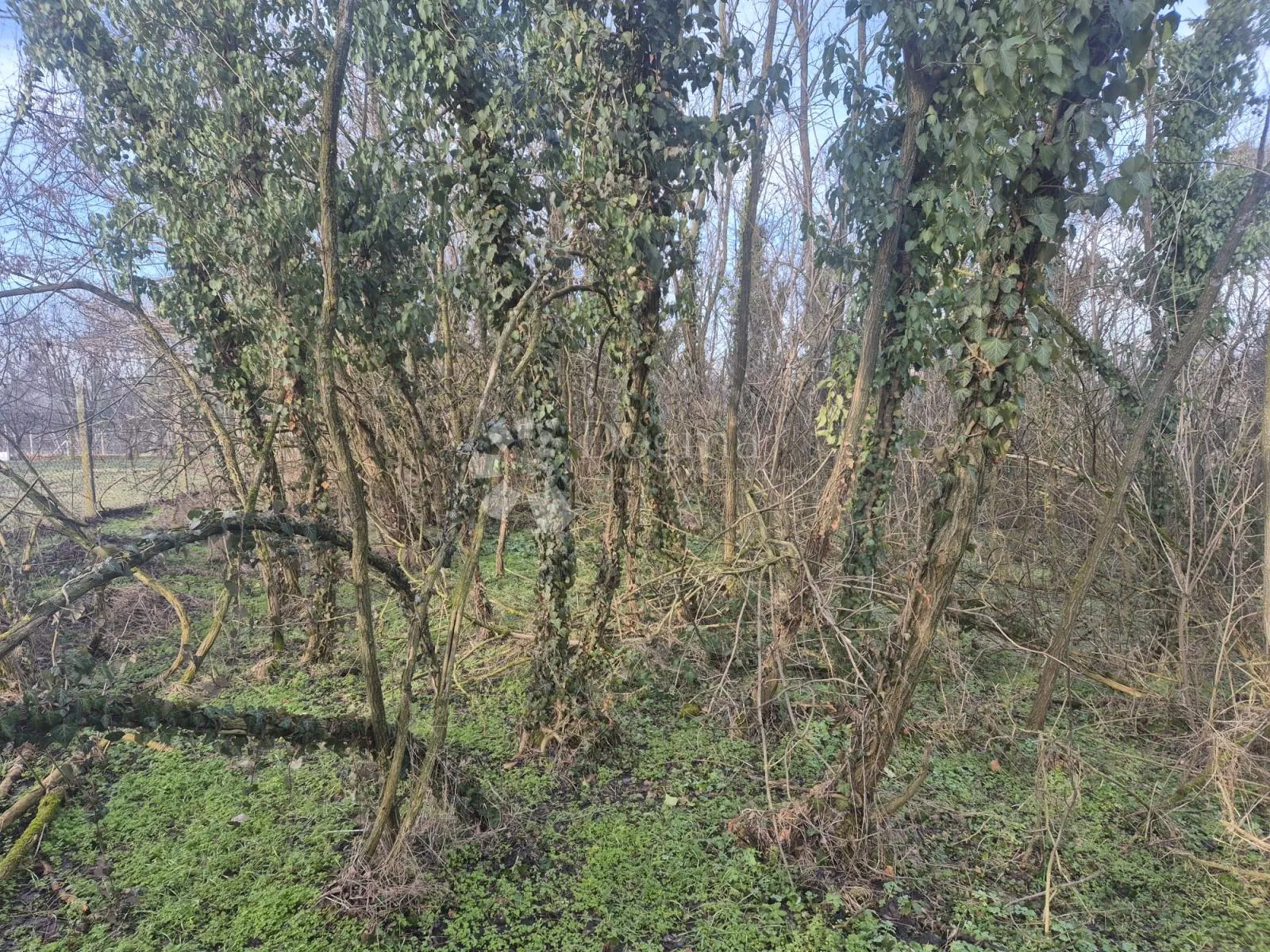 hitno! zemljište kraljevo brdo, dalj planina - slika 4