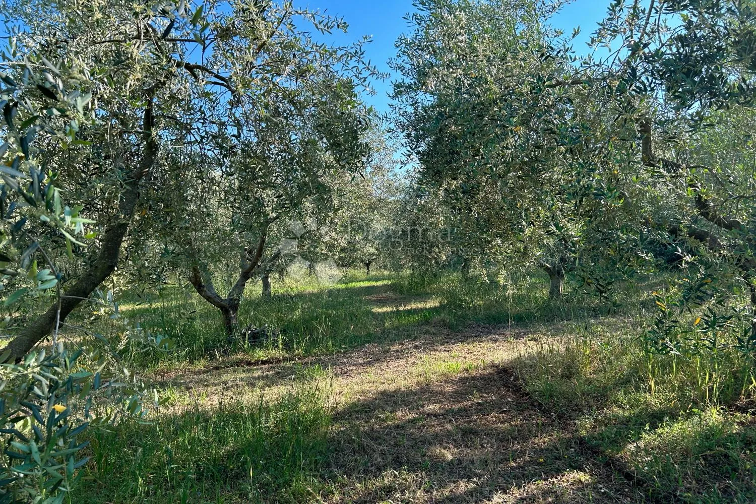 rovinj – rjetkost, odličan maslinik 300 m od mora - slika 10