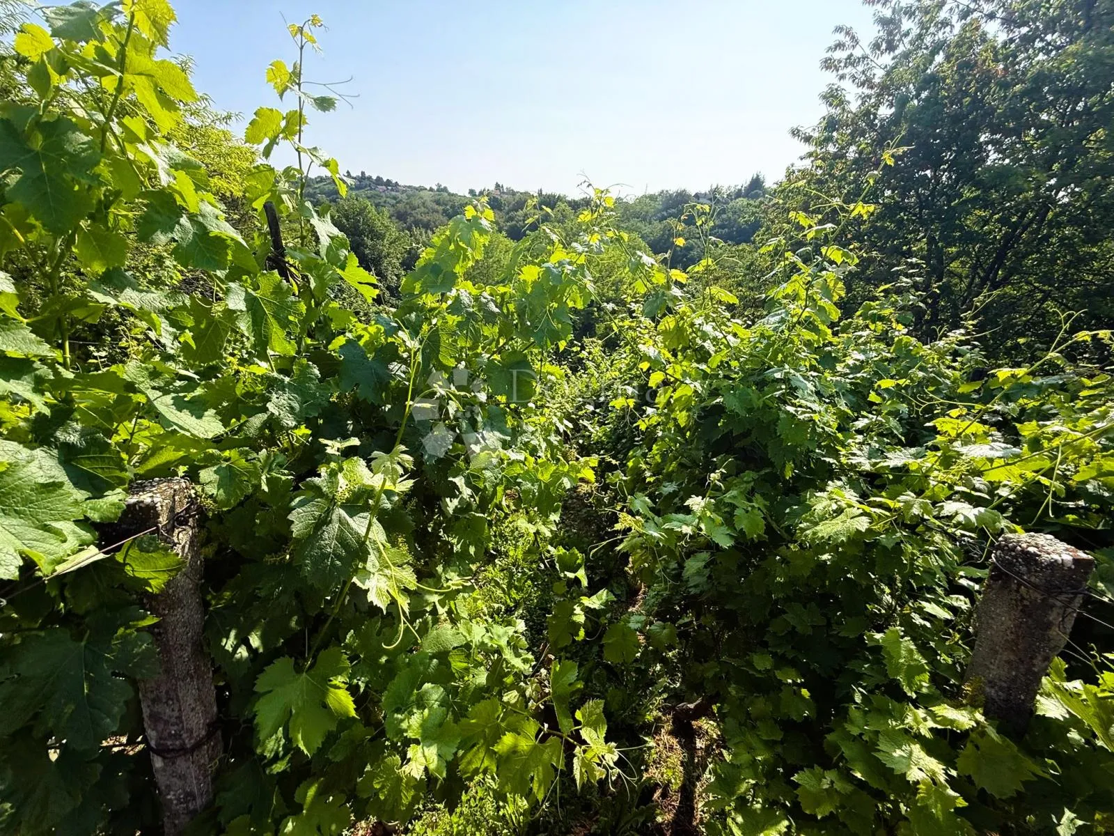 vinogradarska kuća u martinkovcu - slika 14