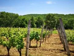bektež - vinograd s vikendicom u blizini ribnjaka - slika 15