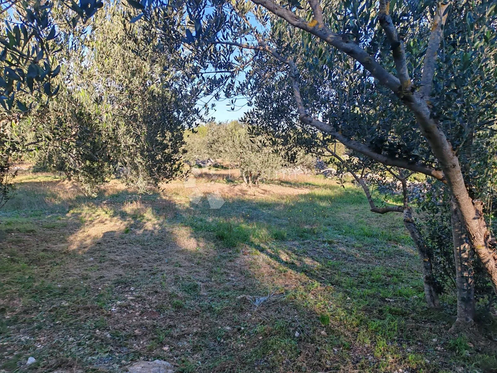 zablaće - šibenik - maslinik - slika 13