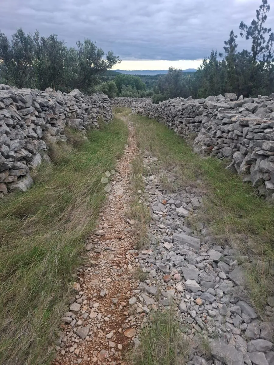 maslinik s pogledom na more milna brač - slika 7