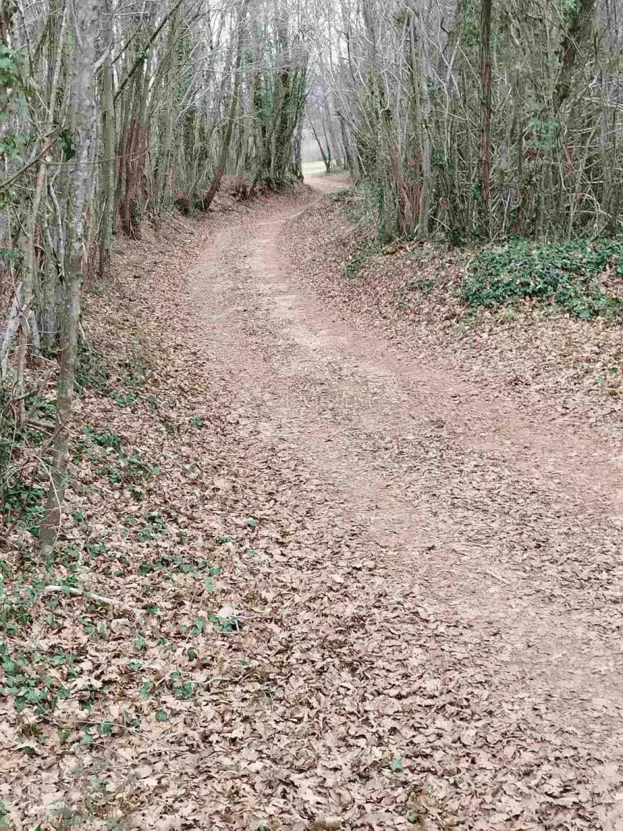 prostrana šuma površine 11669m2, blizina naselja!! - slika 12