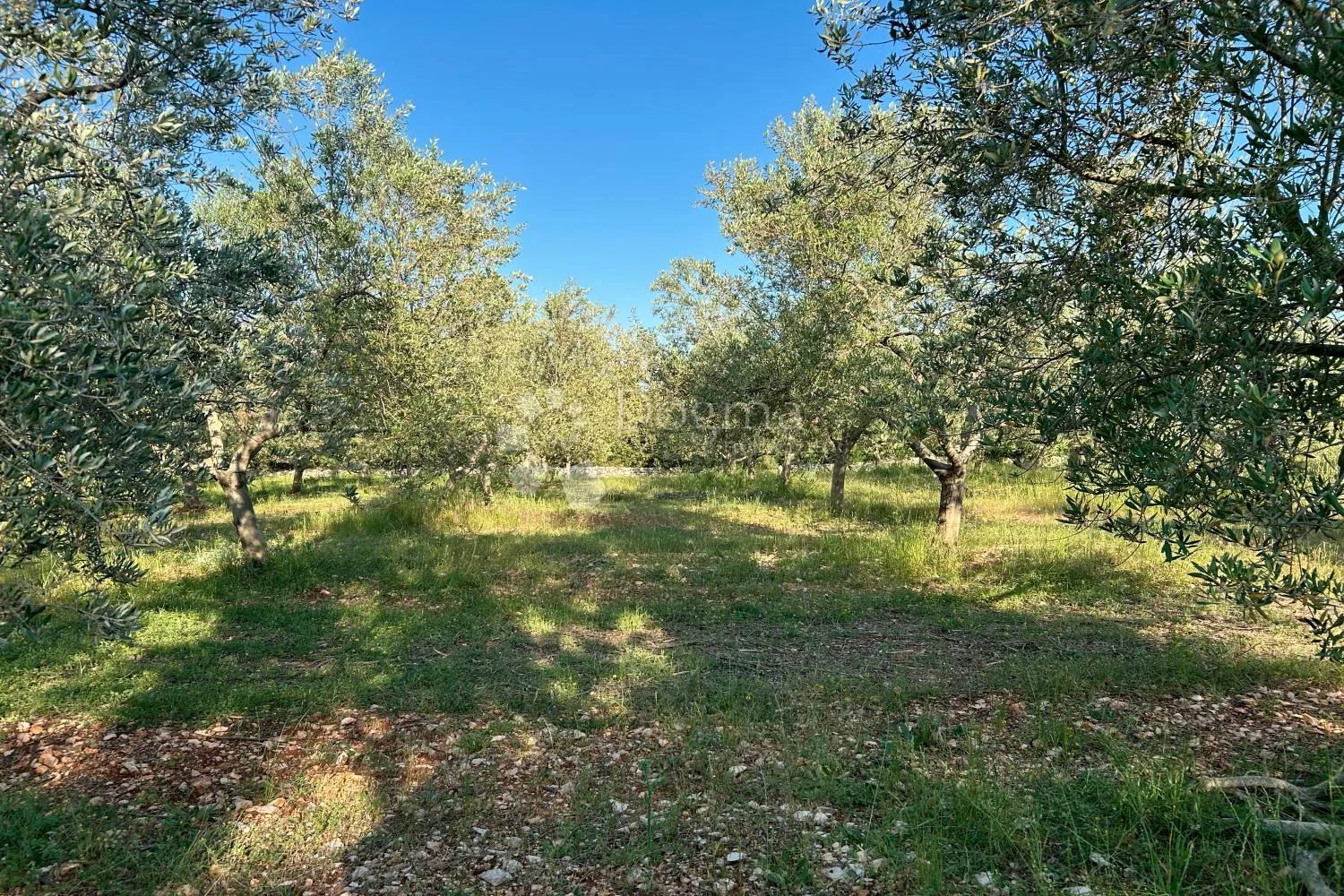 rovinj – perfektan maslinik 5 km od rovinja - slika 7