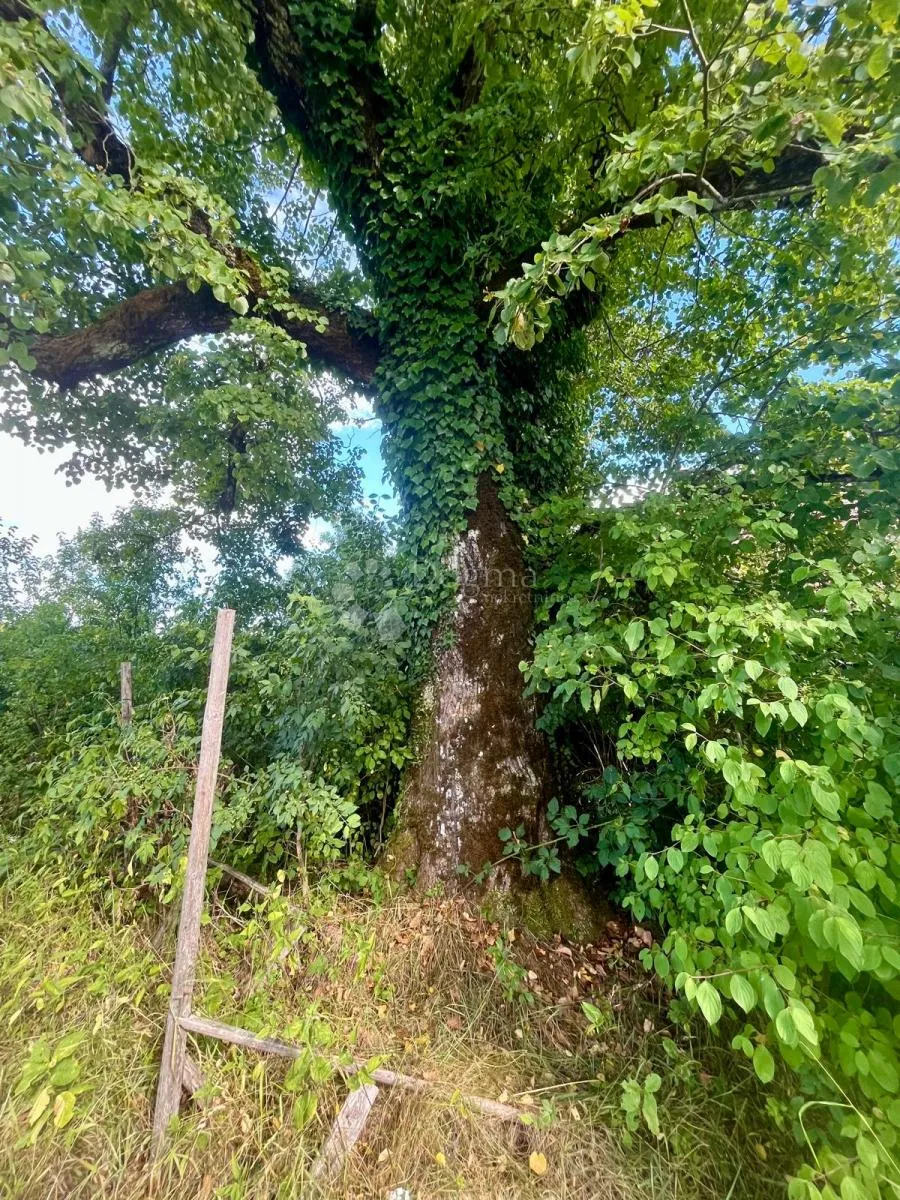 zemljište s vizijom – 20 ha netaknute prirode 10 minuta od plitvičkih jezera - slika 5