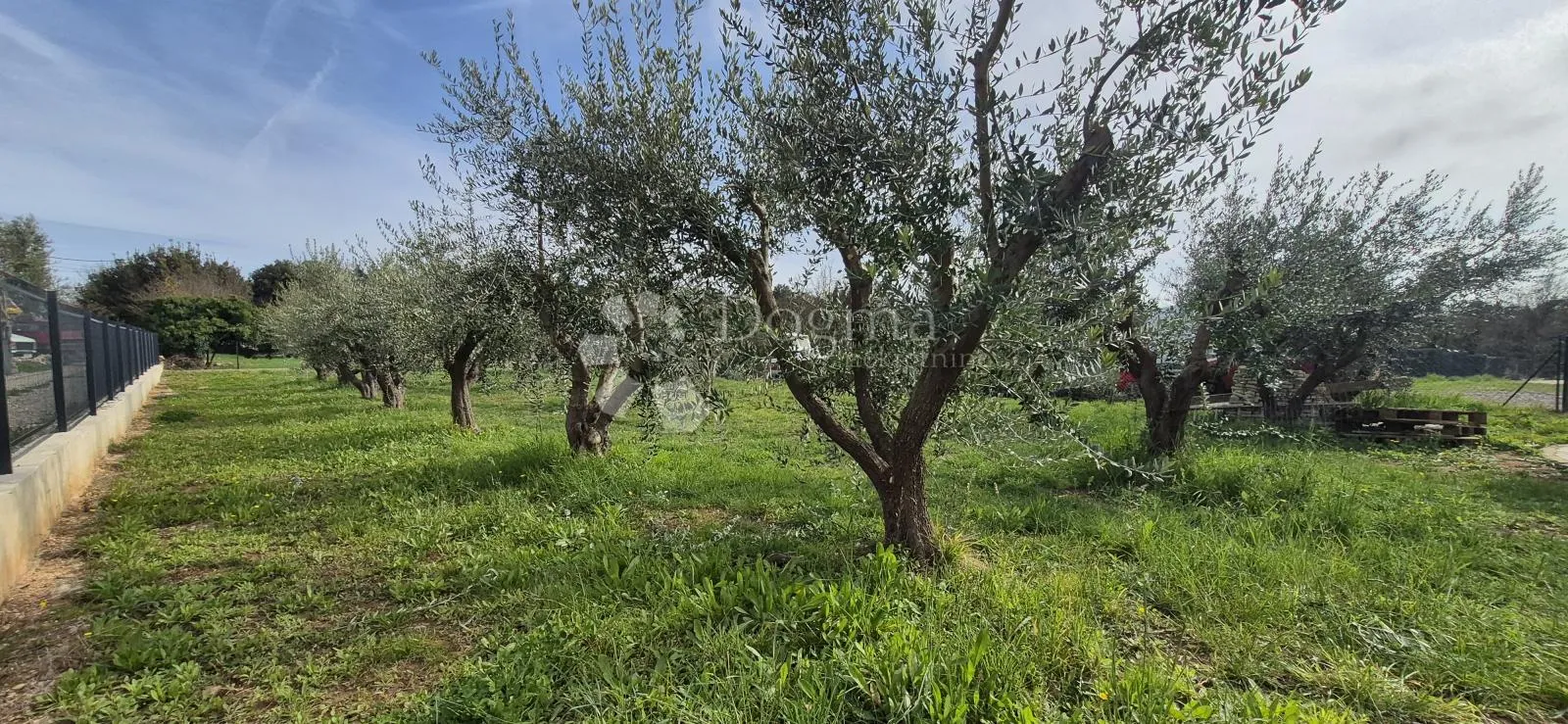 maslinik sa kamenim kažunom površine 15 m2, 1,5 km od mora - slika 18