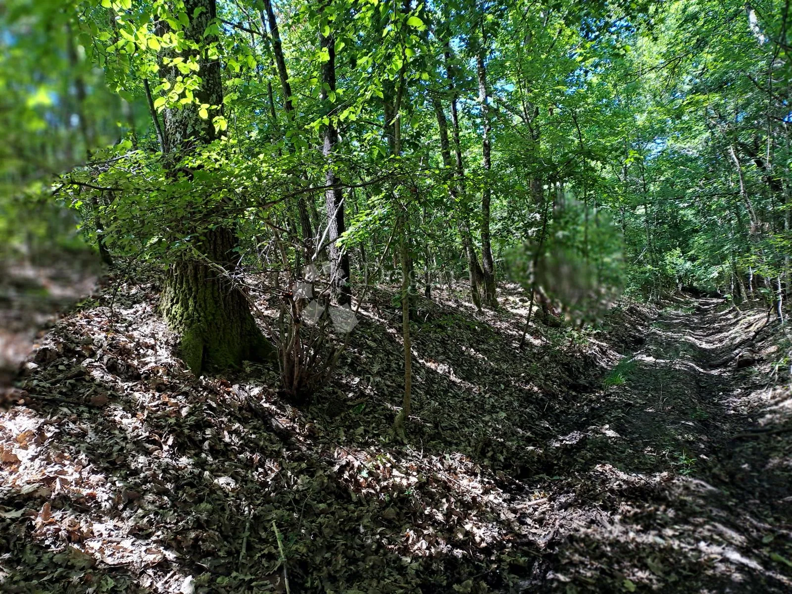 šumska farma 40 km od zg - slika 3