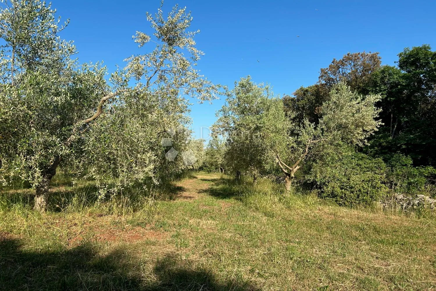 rovinj – rjetkost, odličan maslinik 300 m od mora - slika 3